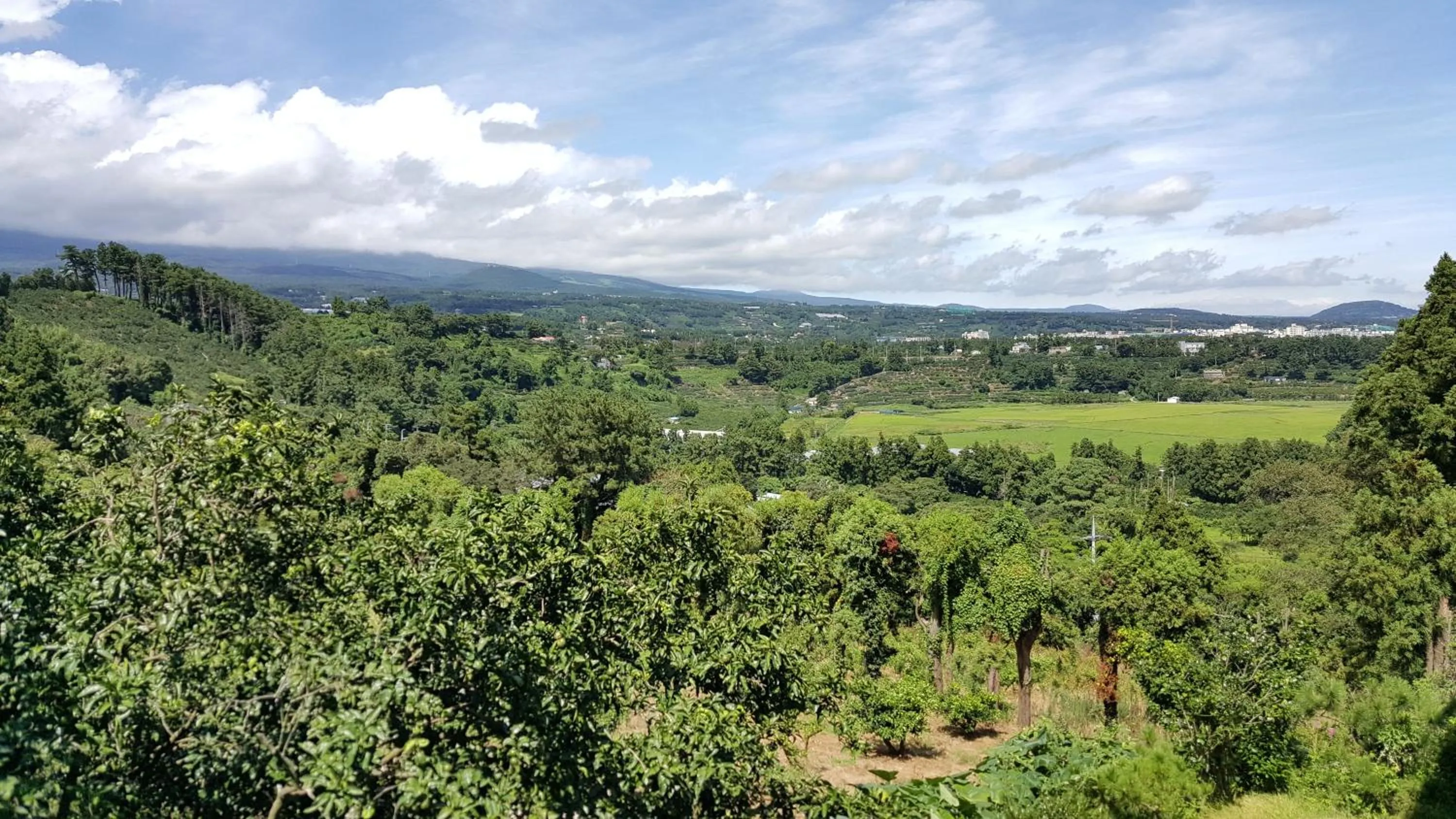 View (from property/room) in Dreaming Forest Pension Seogwipo