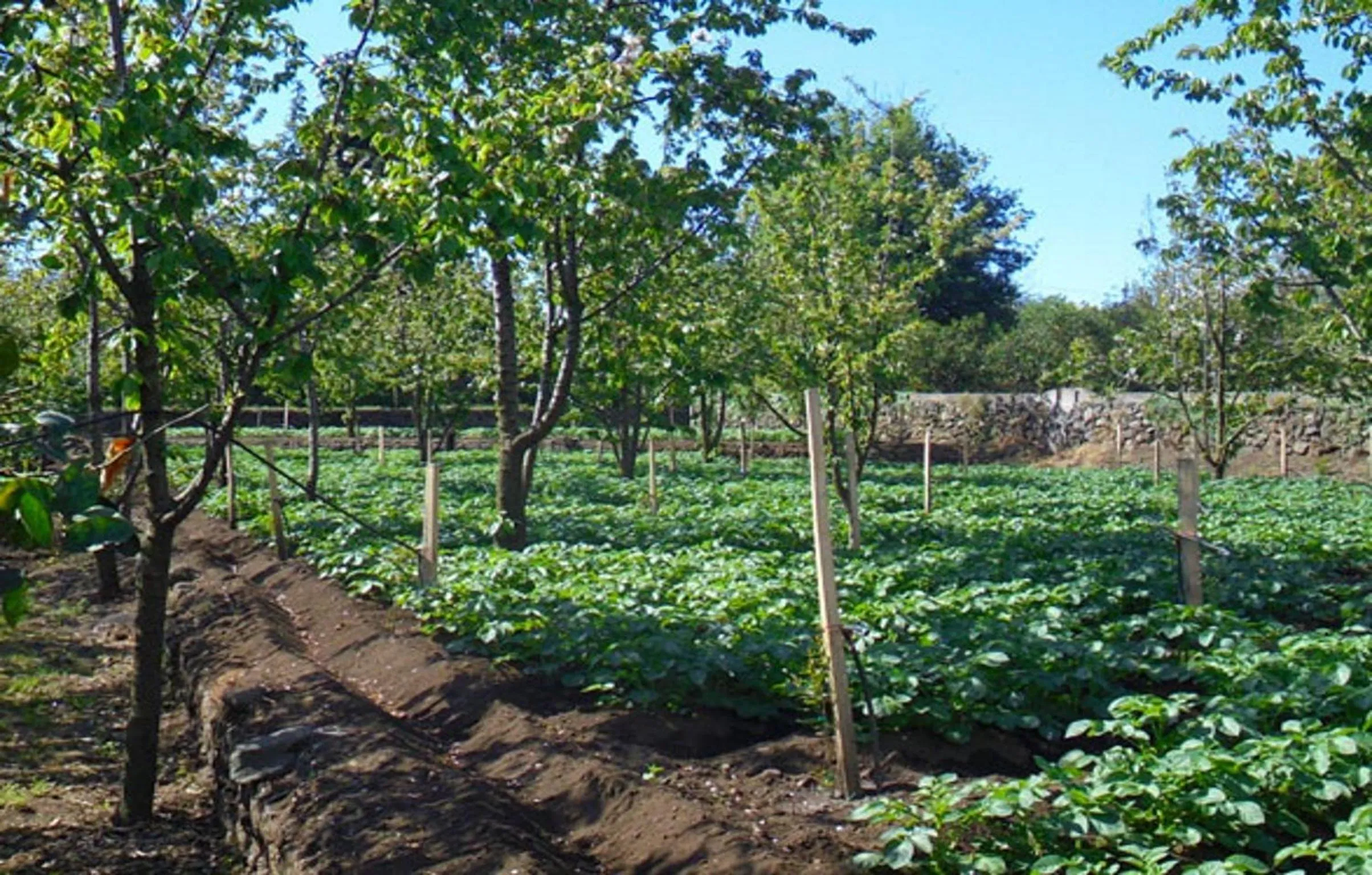 Garden in Baglio Delle Rose