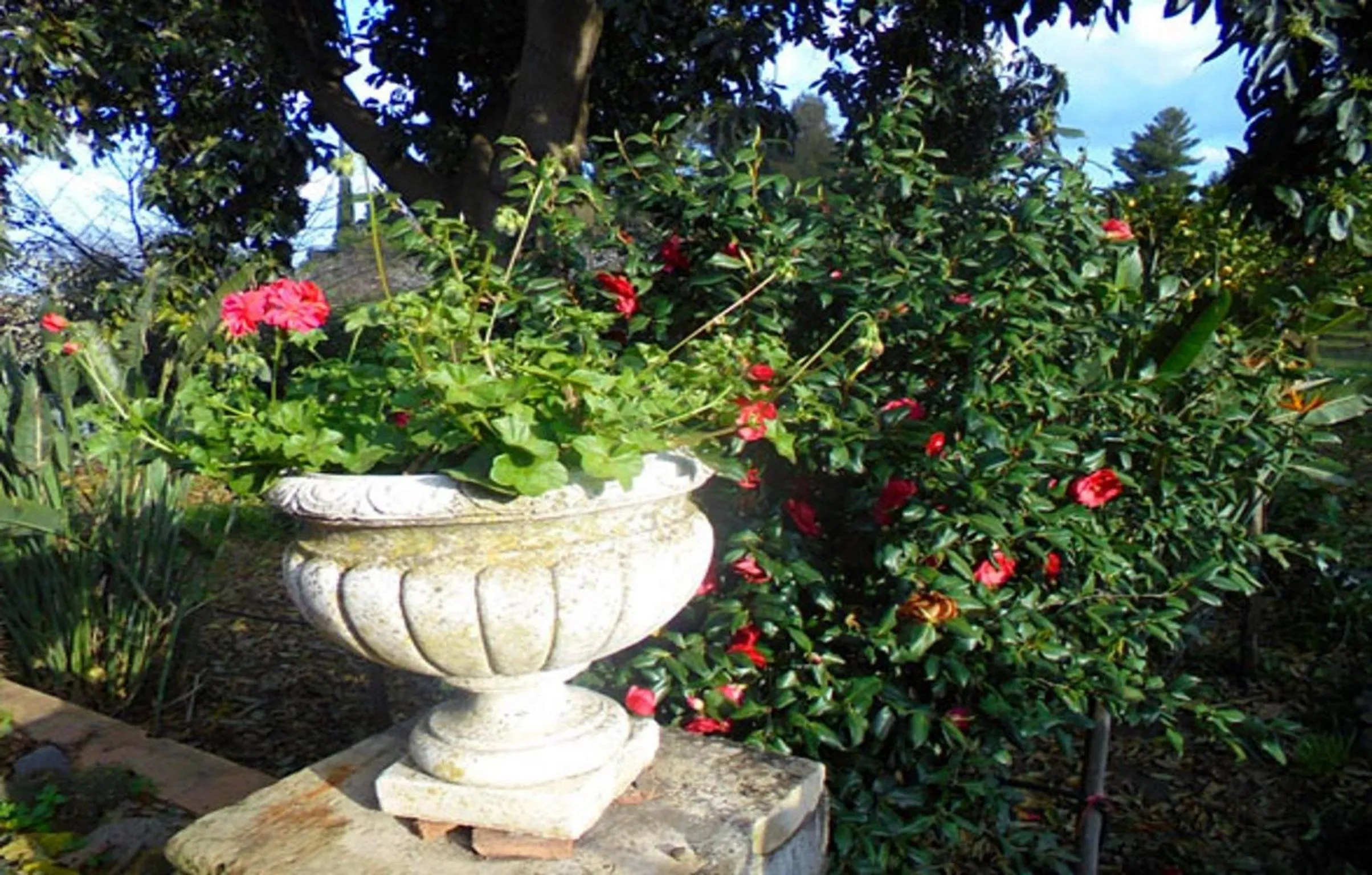 Garden in Baglio Delle Rose