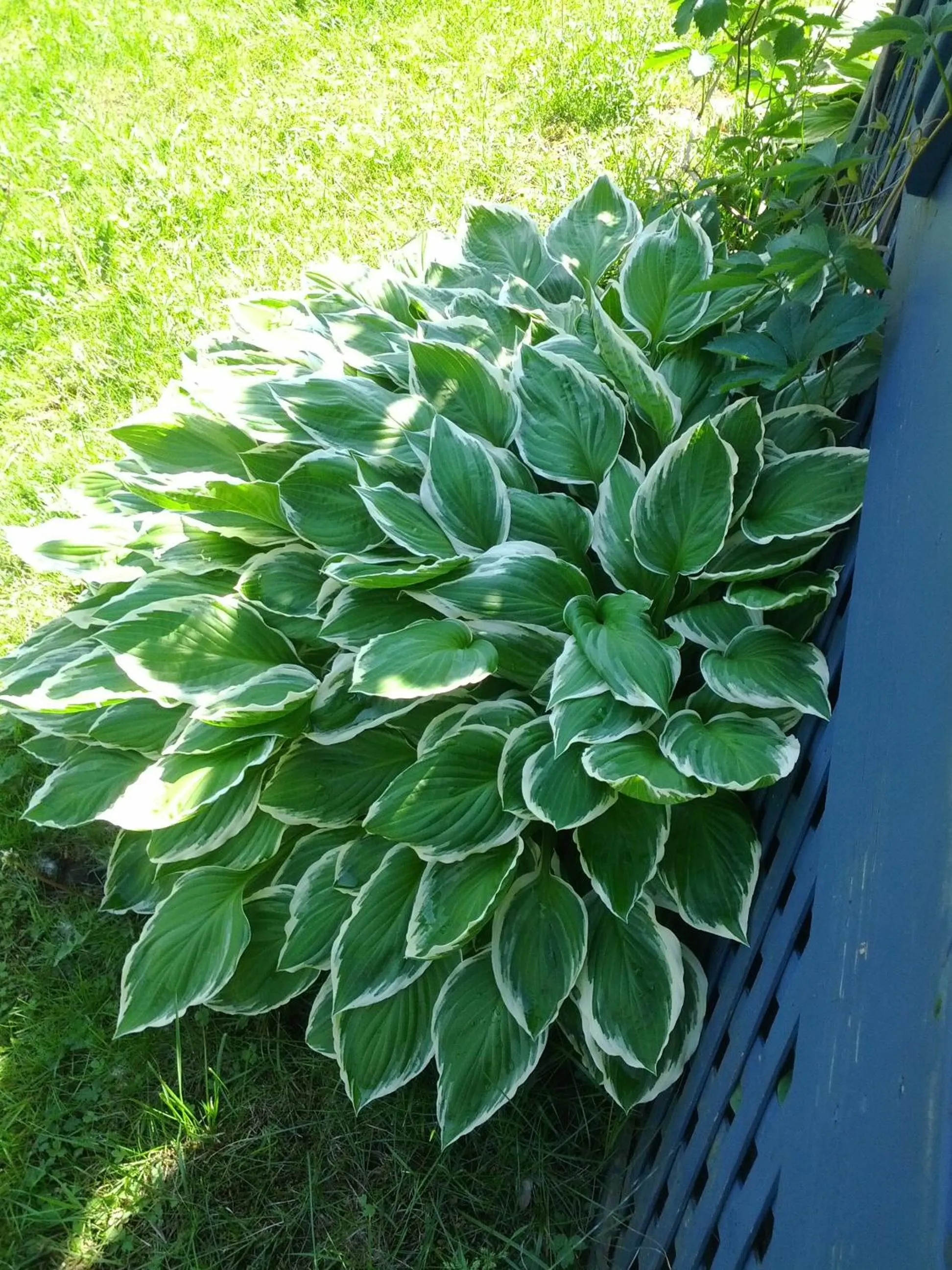 Garden in Motel Montgolfière JP