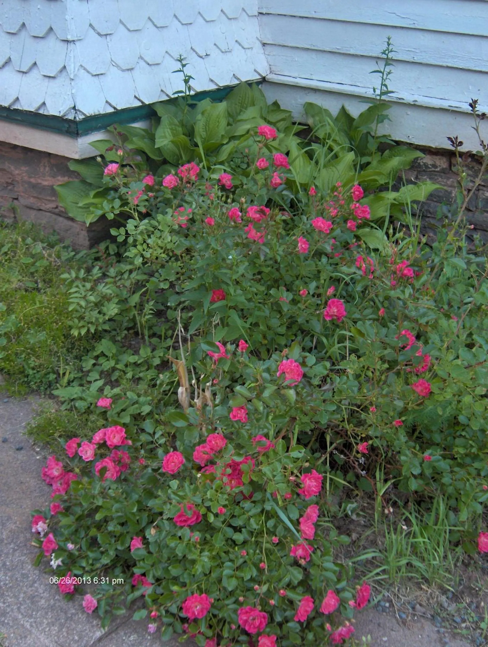 Garden in Antique Rose Inn Windham