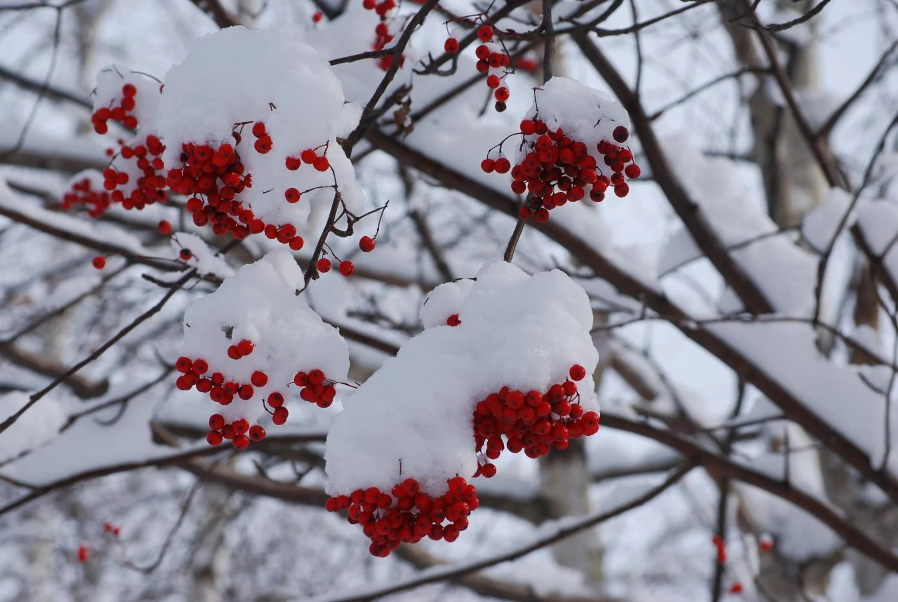 Other in Grand Blissen Hotel Jozankei