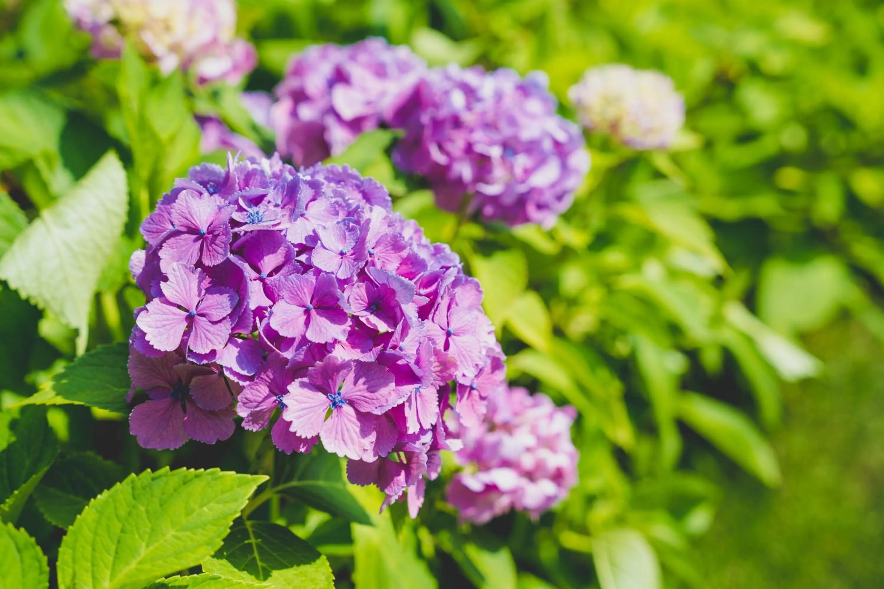 Garden in Grand Blissen Hotel Jozankei