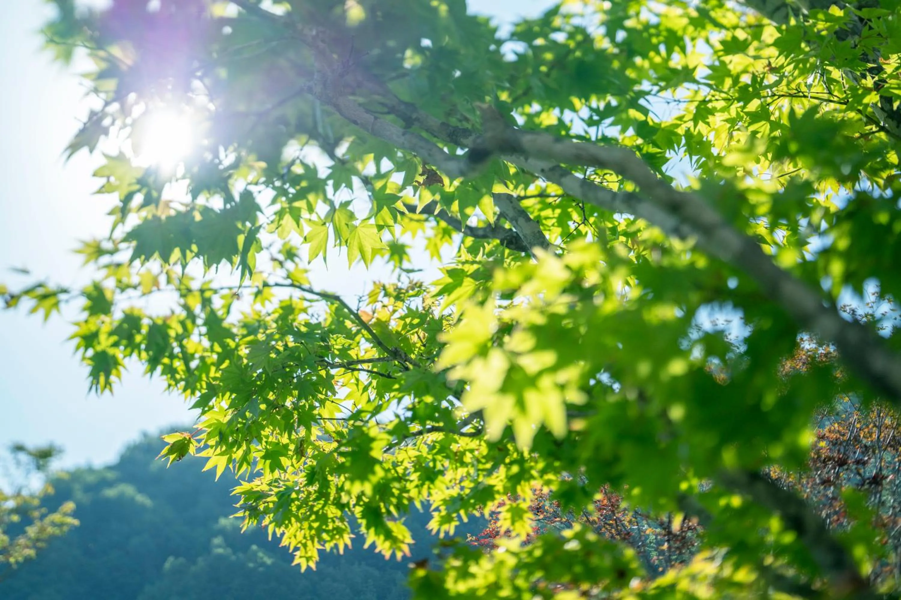Garden in Grand Blissen Hotel Jozankei