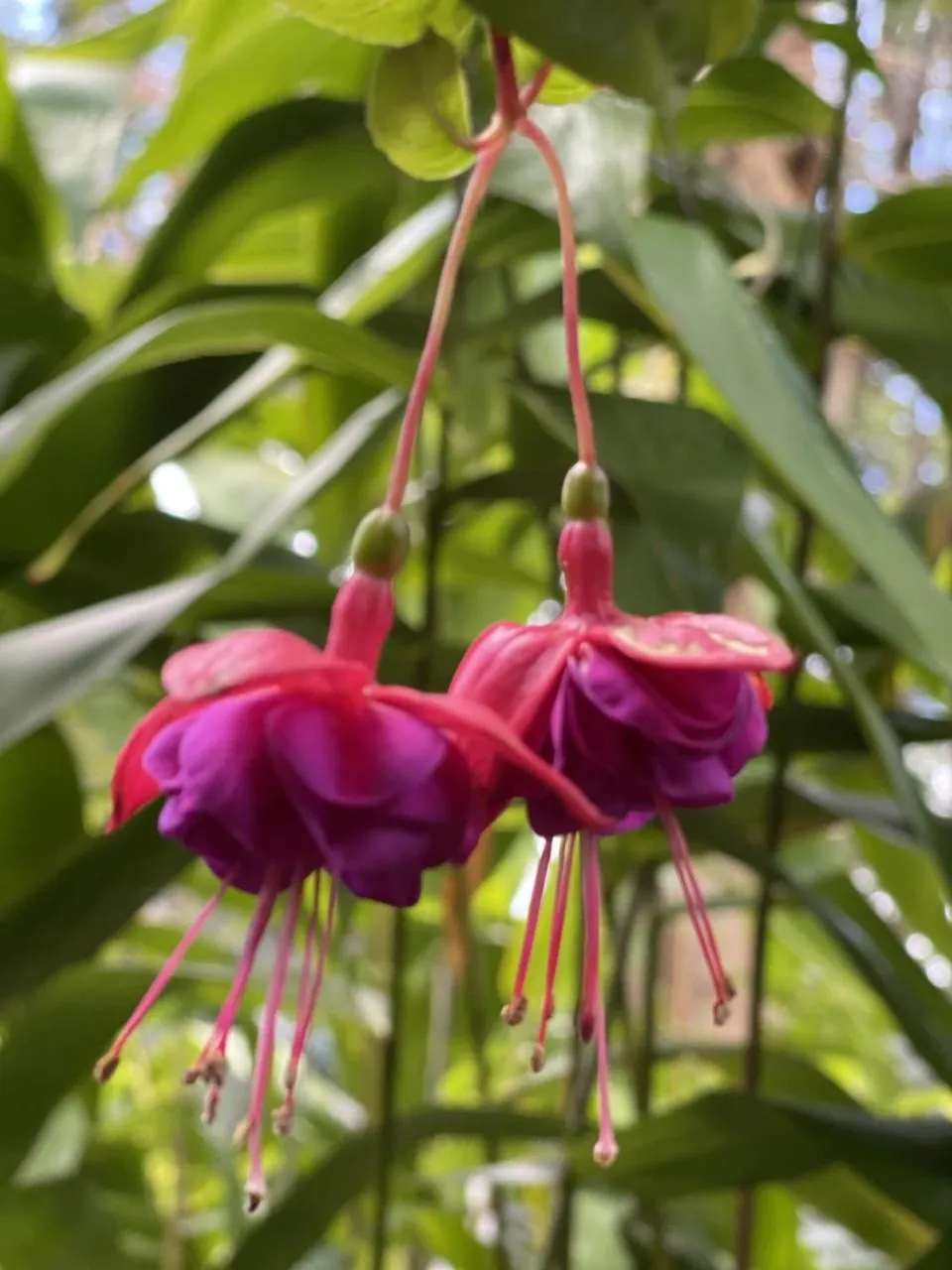 Garden in Tambaridge Bed & Breakfast