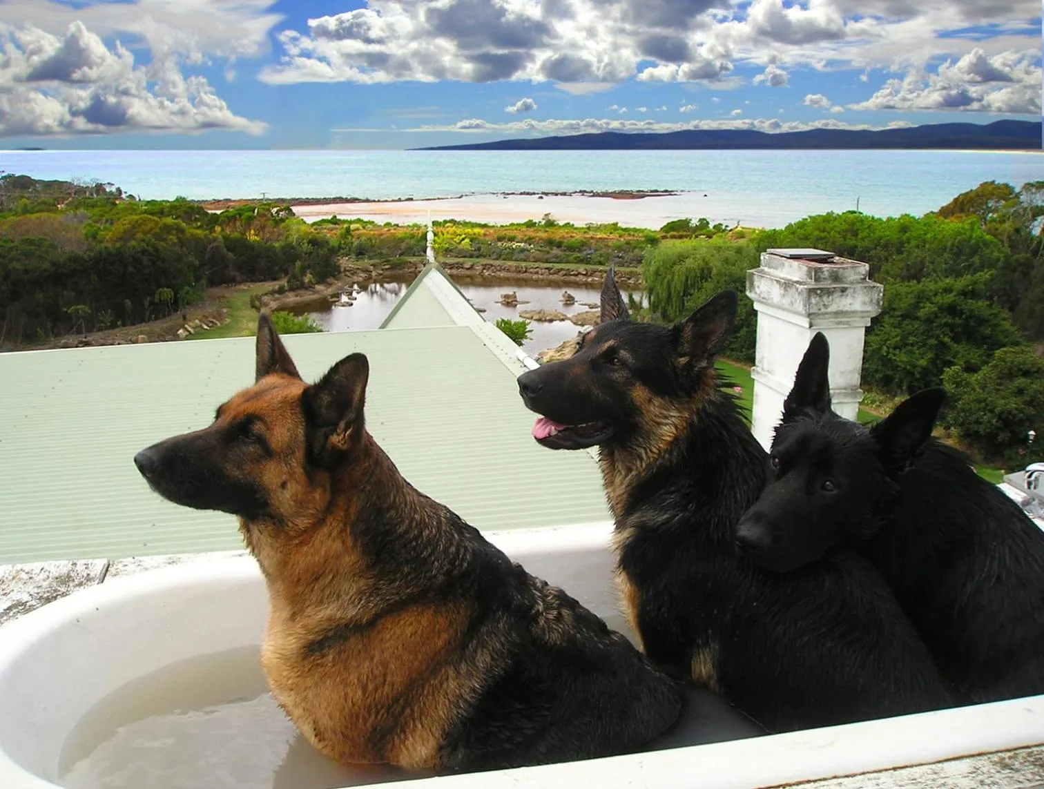 Animals in Hawley House