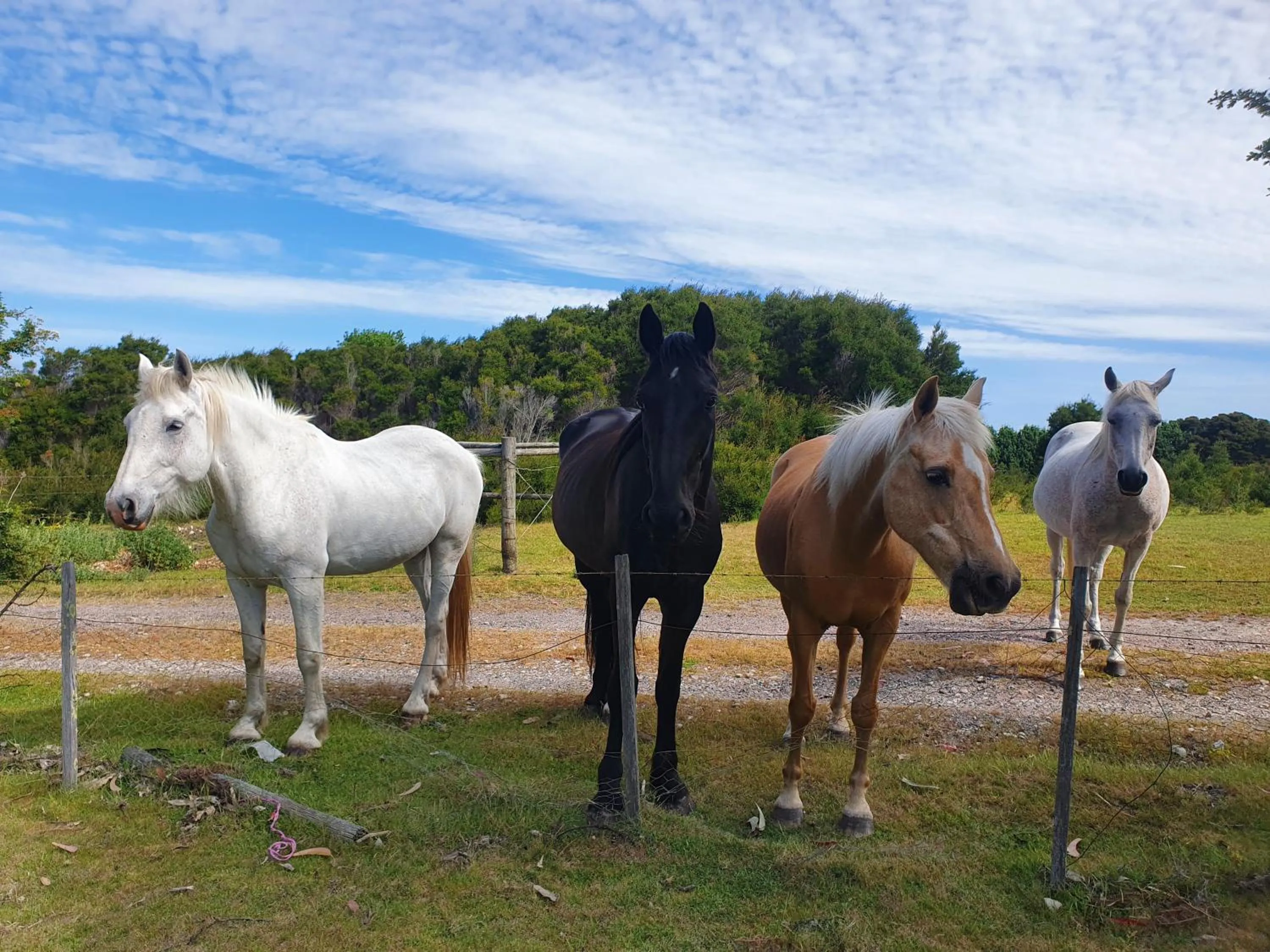 Pets in Hawley House
