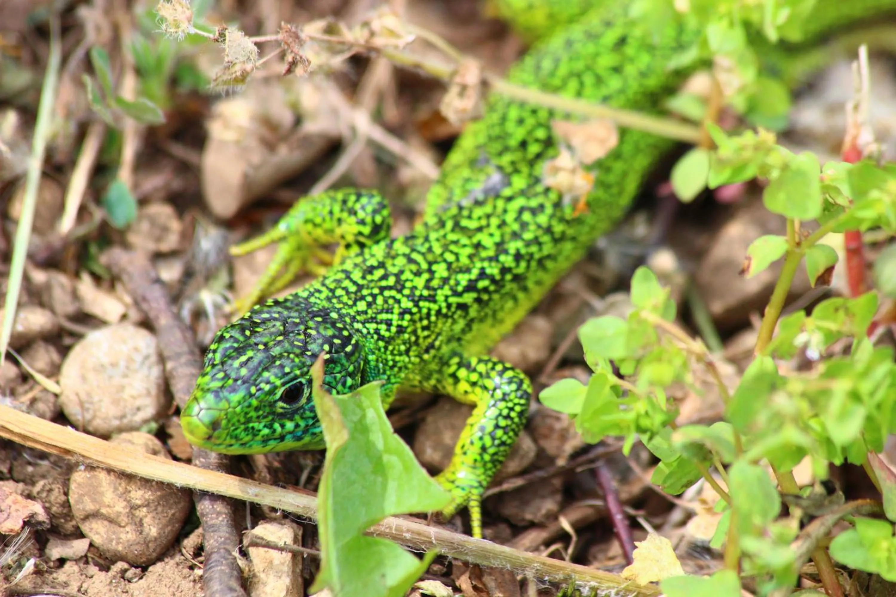 Damarco Alloggio Turistico Locanda
