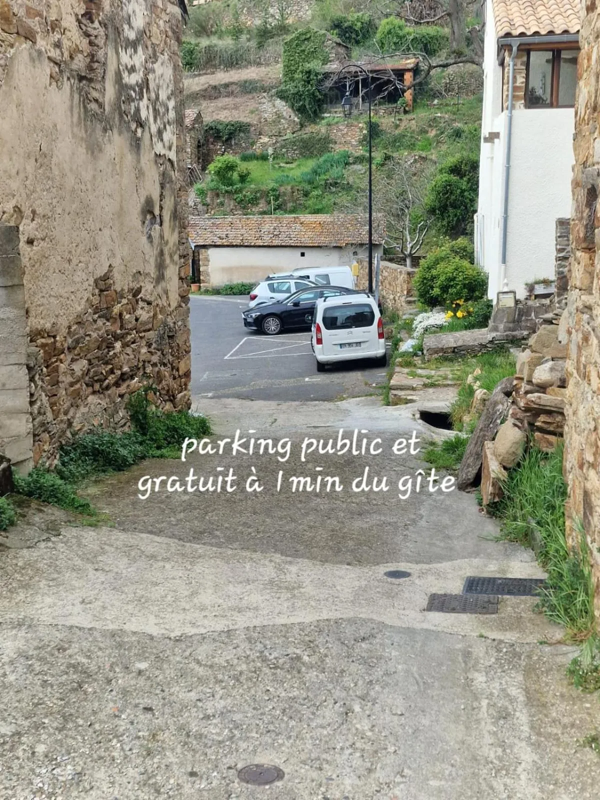 Le camélia de la mazarié