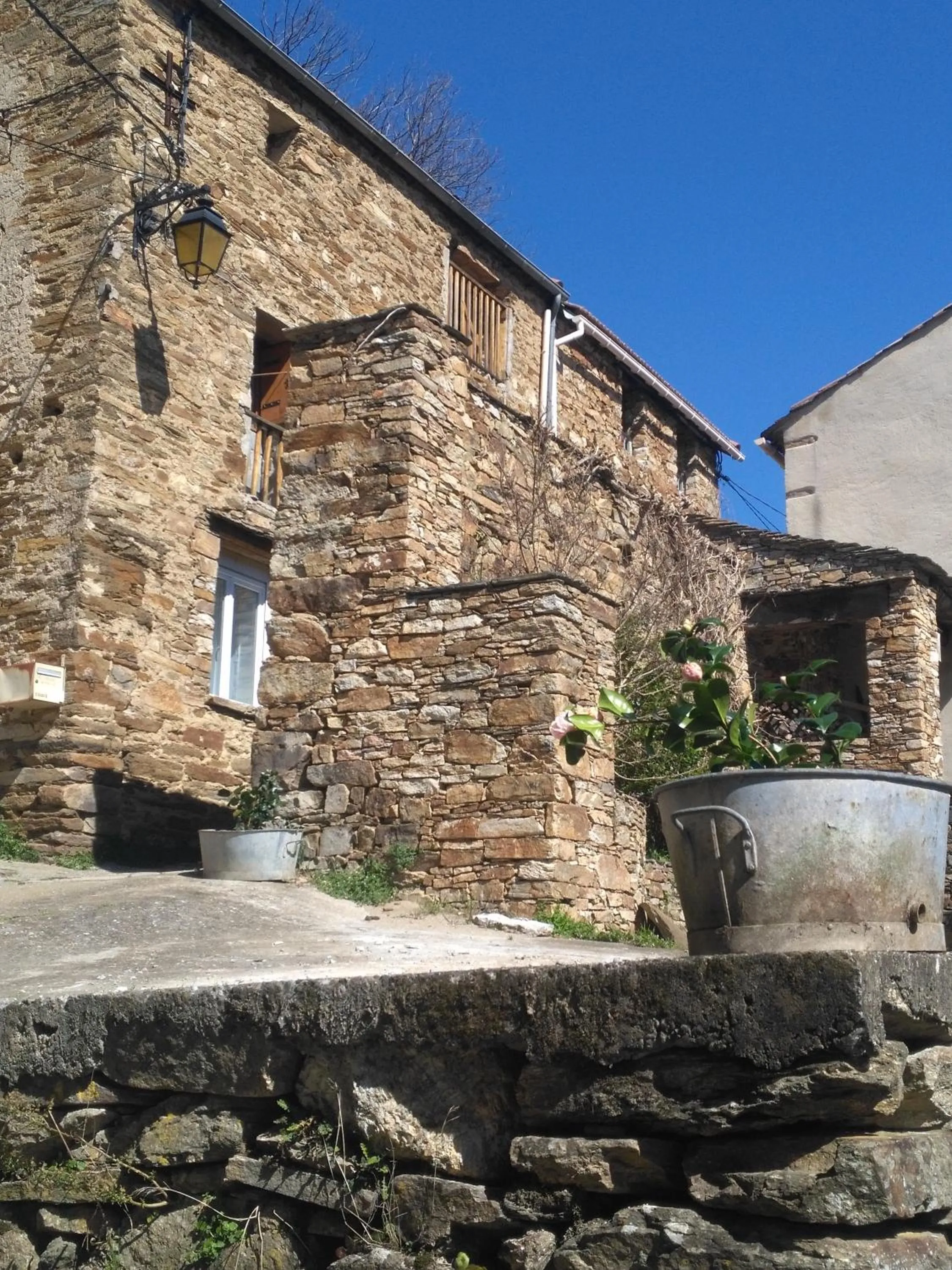 Le camélia de la mazarié