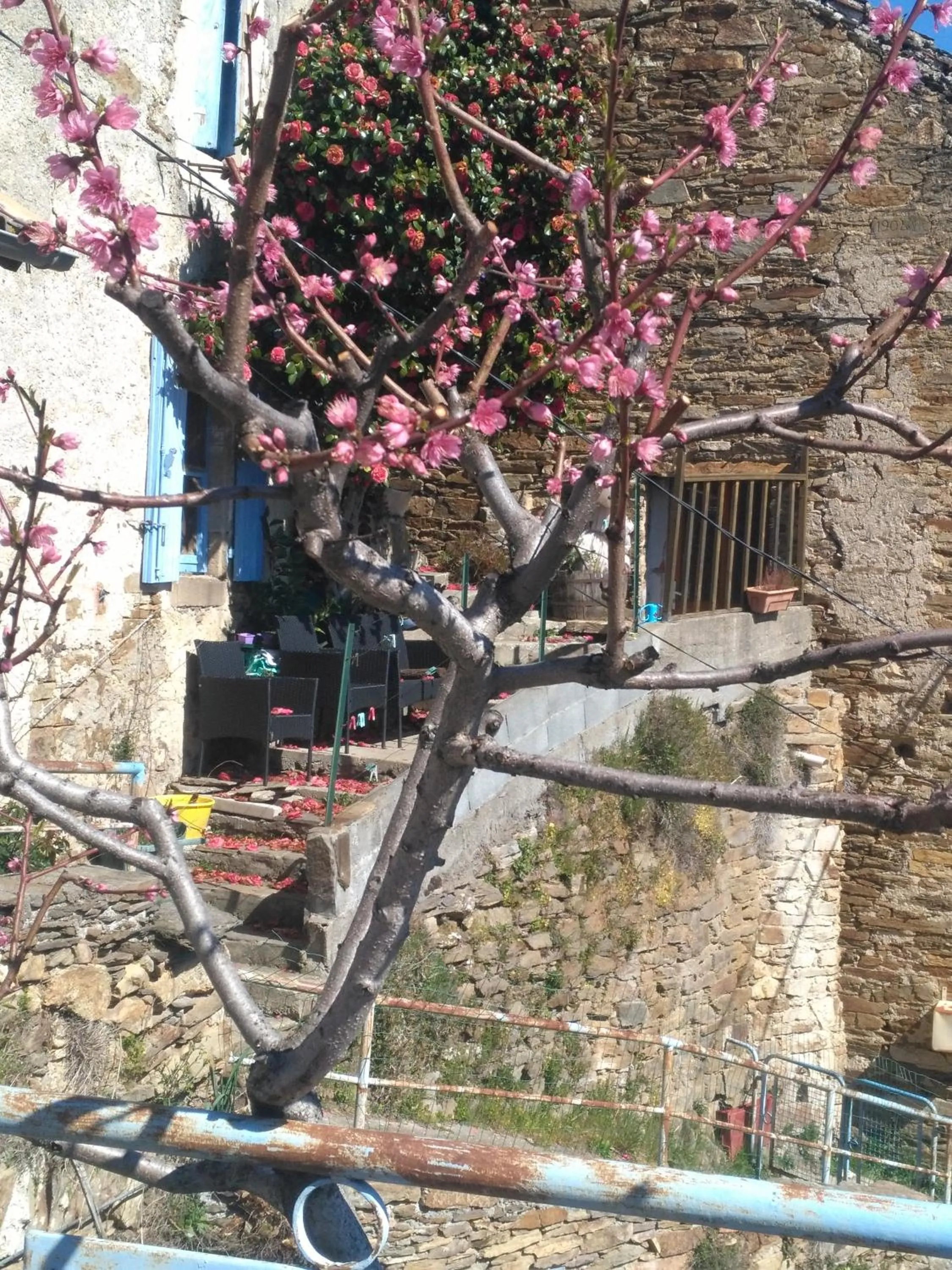 Le camélia de la mazarié