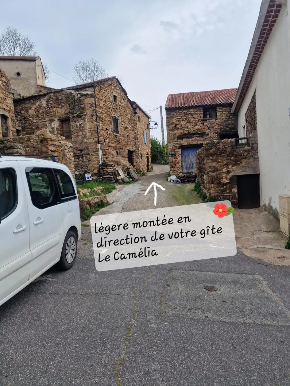 Le camélia de la mazarié