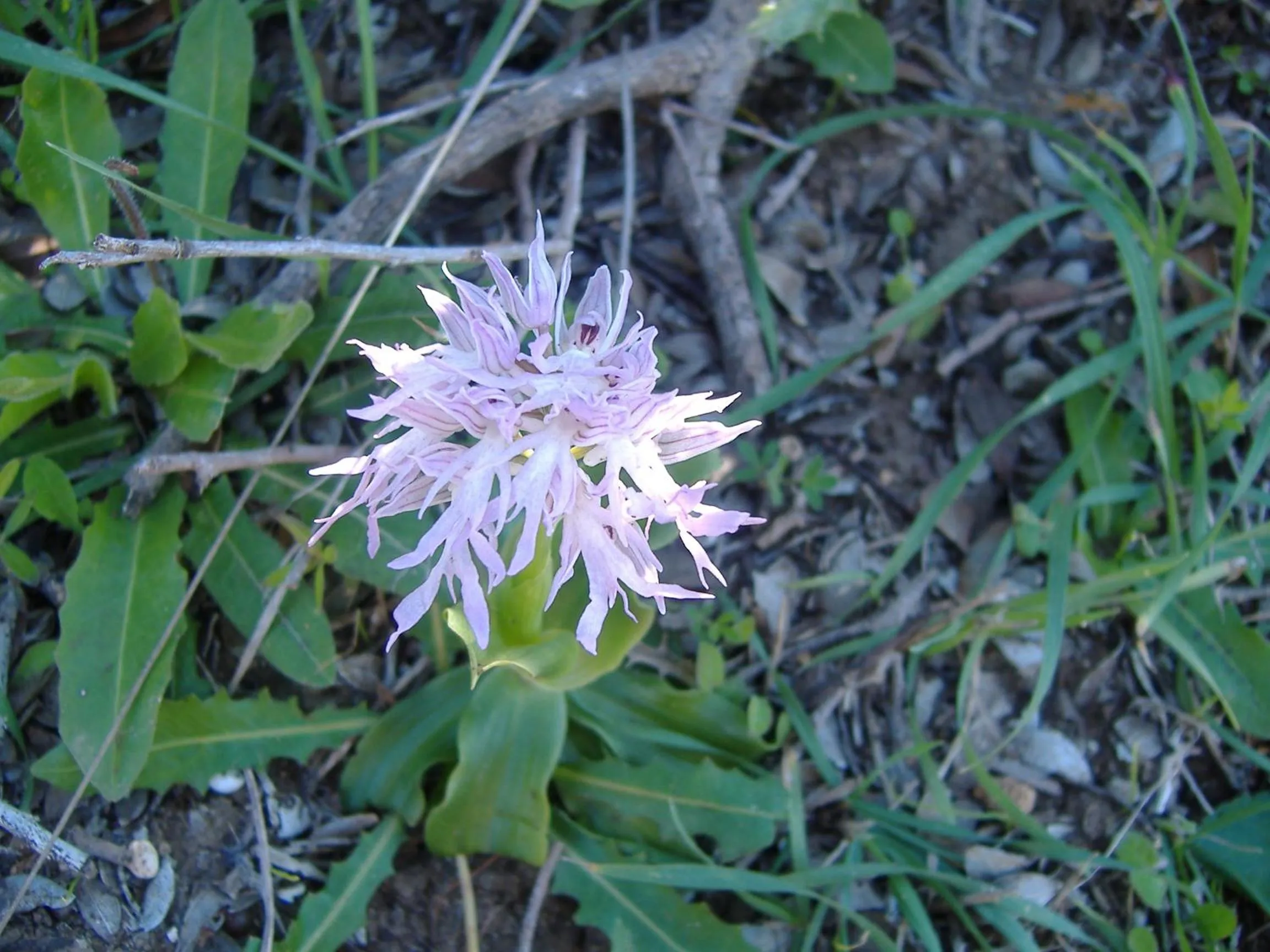 Garden in Theresa Hotel at Karpaz Peninsula