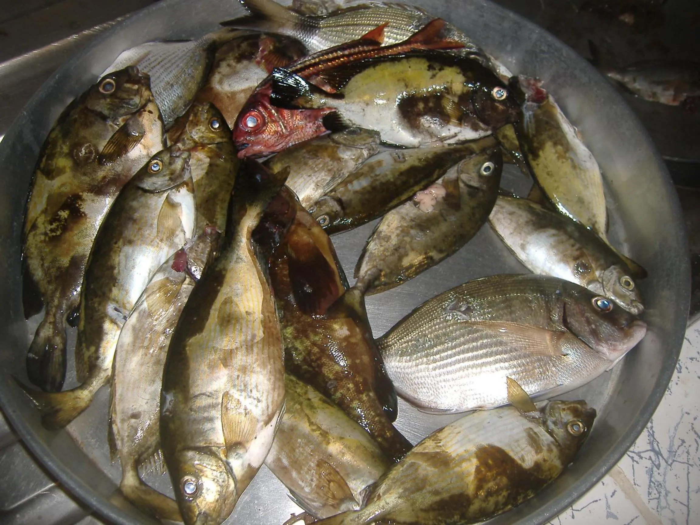 Food in Theresa Hotel at Karpaz Peninsula