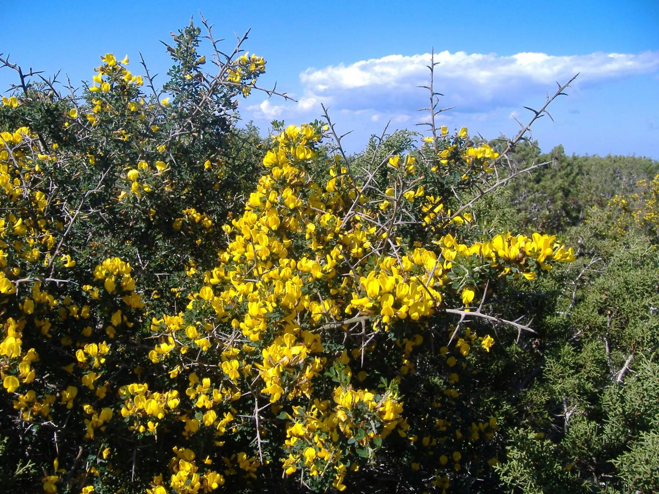 Natural landscape in Theresa Hotel at Karpaz Peninsula
