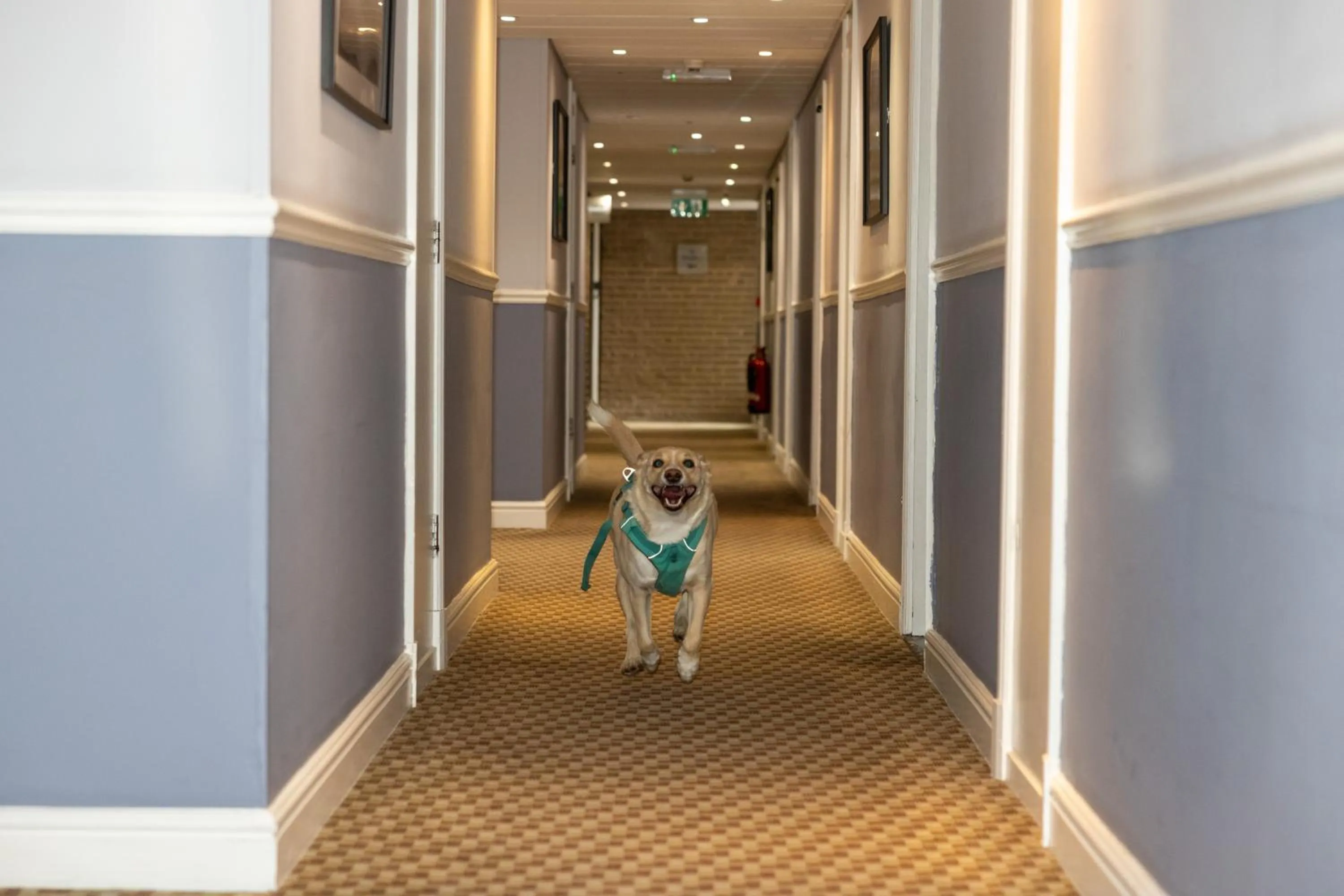 Pets in Mercure Sheffield Kenwood Hall & Spa