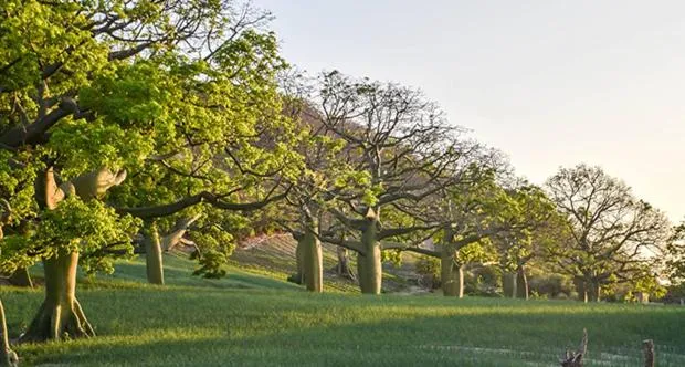 Property building in Ceibo Real