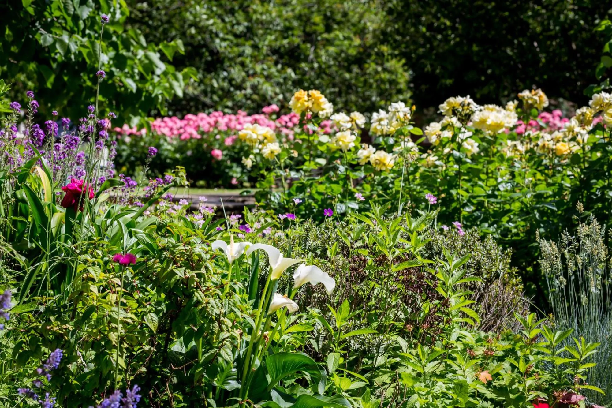 Garden in Dolphin House Serviced Apartments