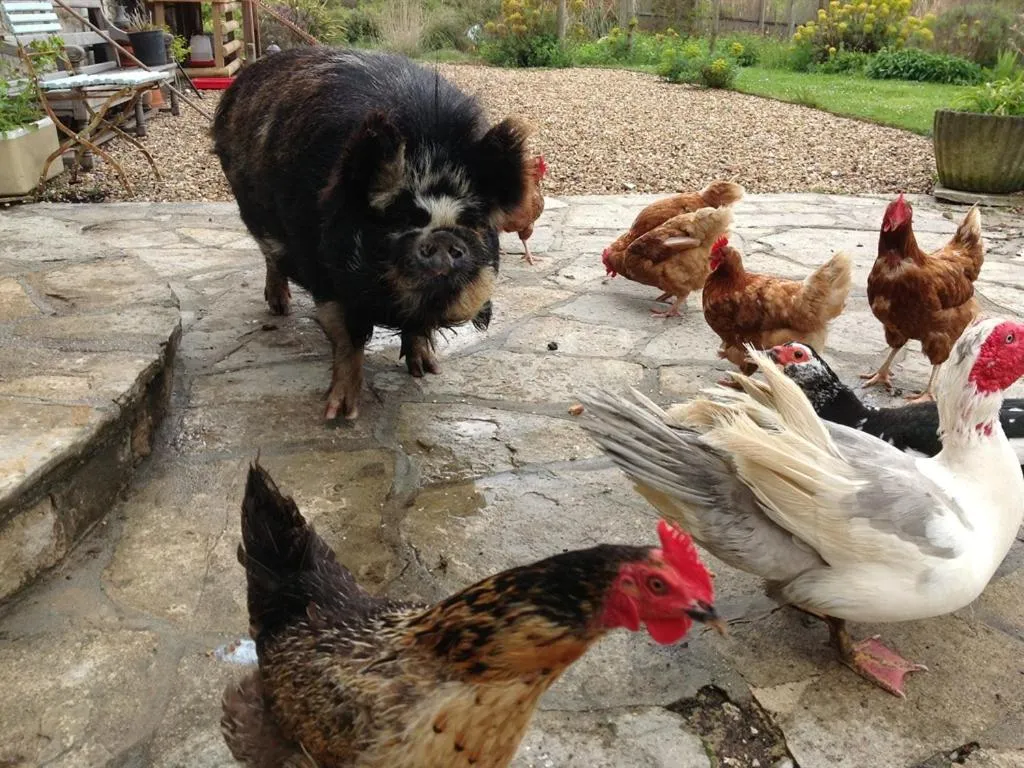 Property building in Swallows Rest