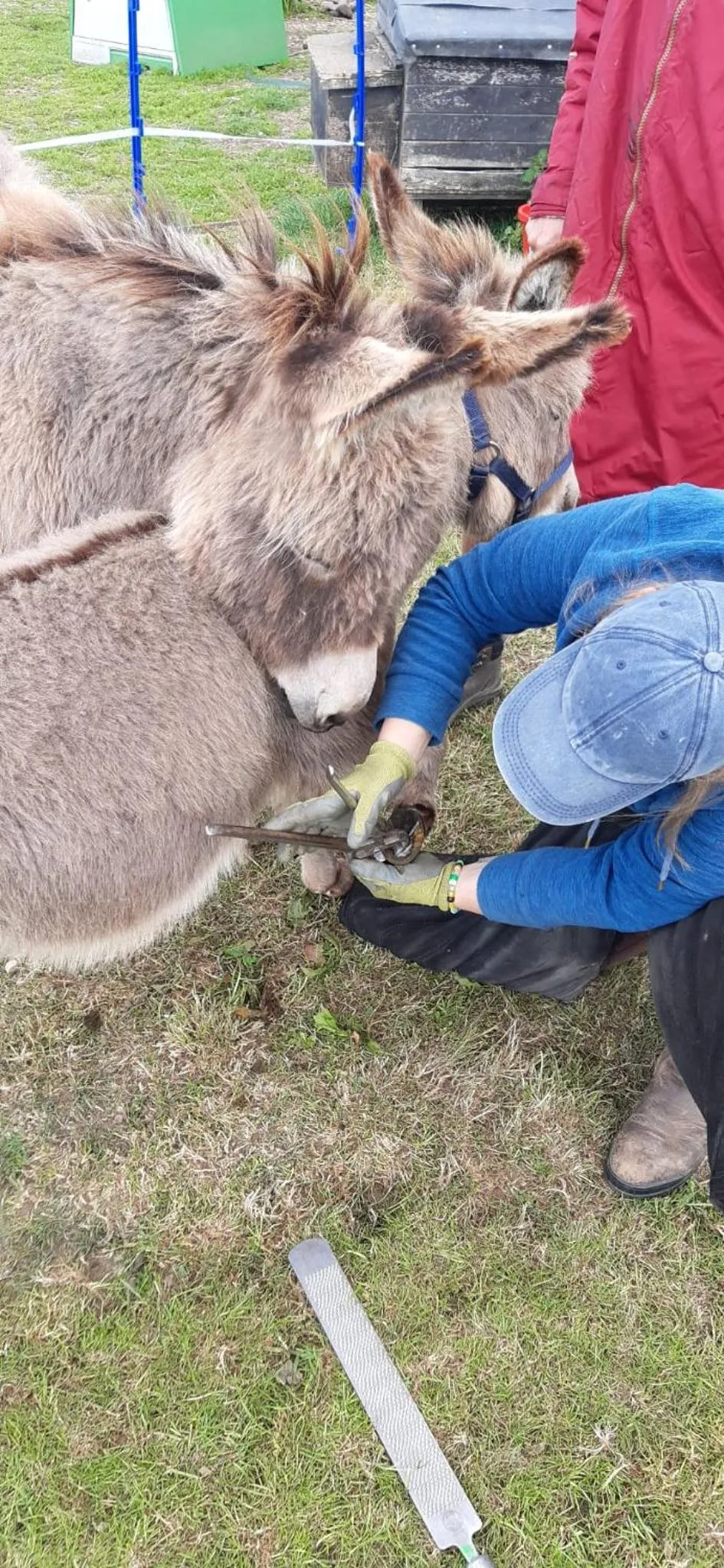 Animals in Swallows Rest