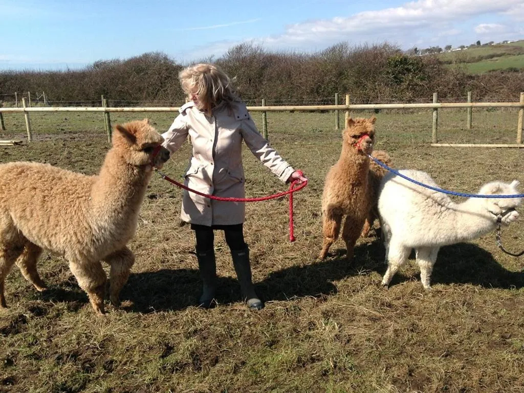 Animals in Swallows Rest