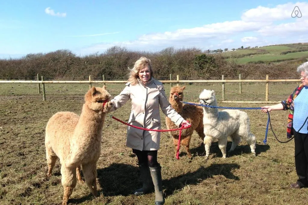 Pets in Swallows Rest