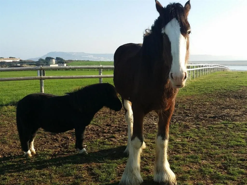 View (from property/room) in Swallows Rest