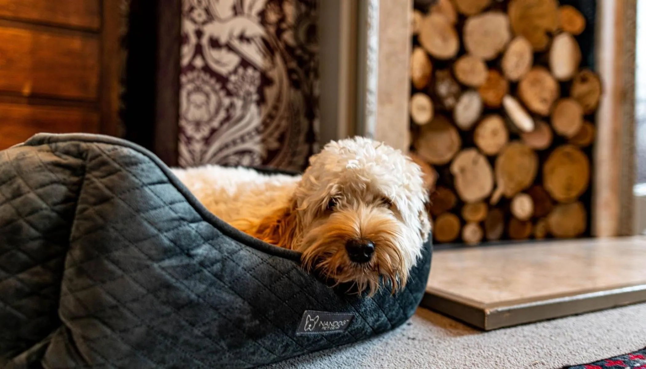 Pets in Elephant Hotel