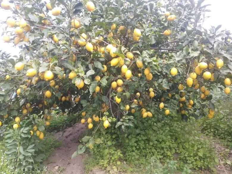 Lemontree House Bacoli