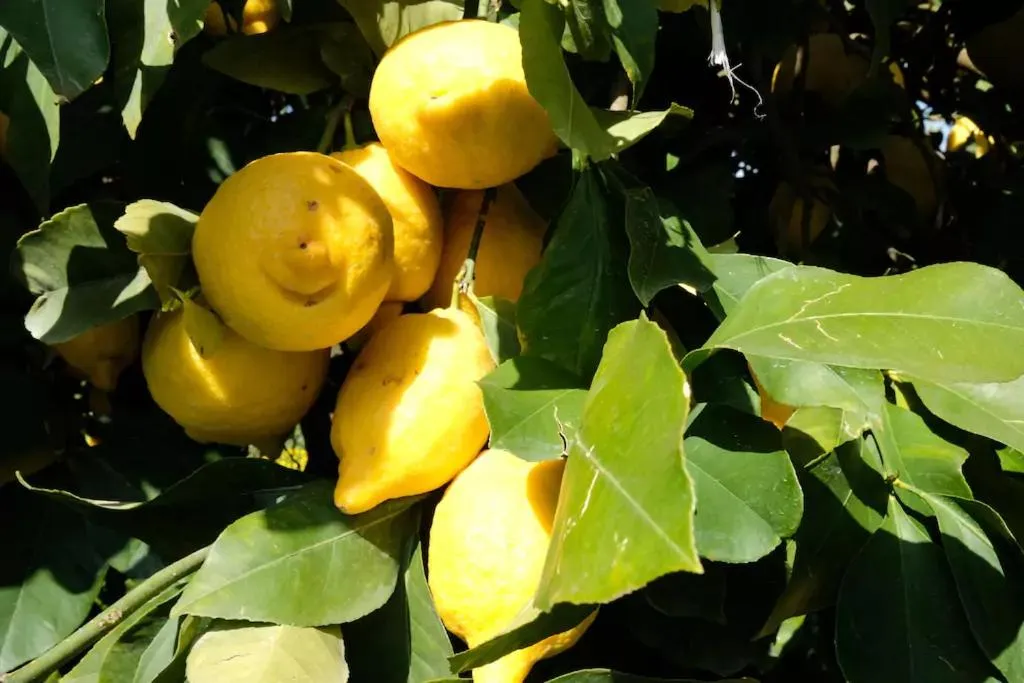 Property building in Lemontree House Bacoli