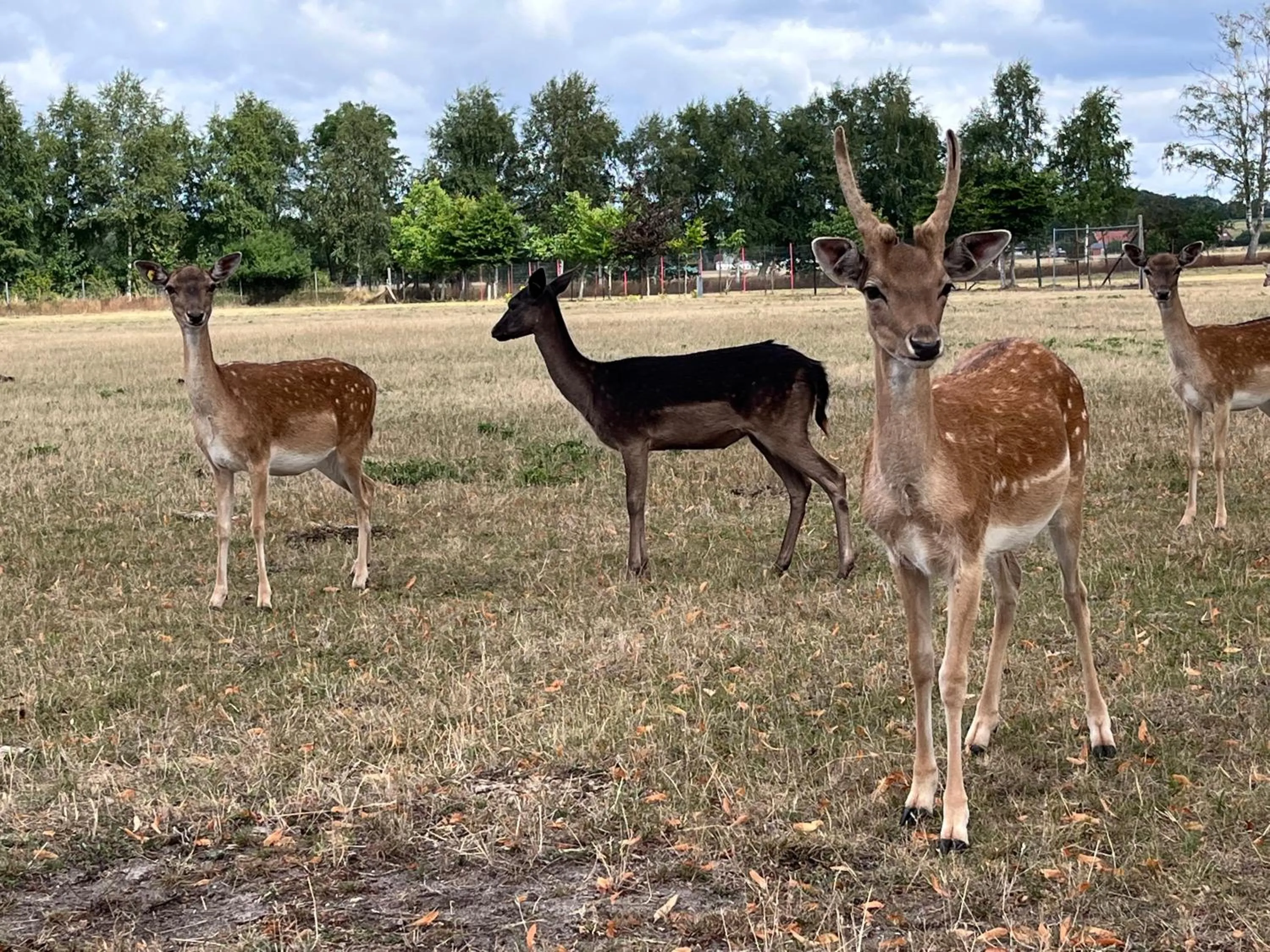 Animals in Waldhotel