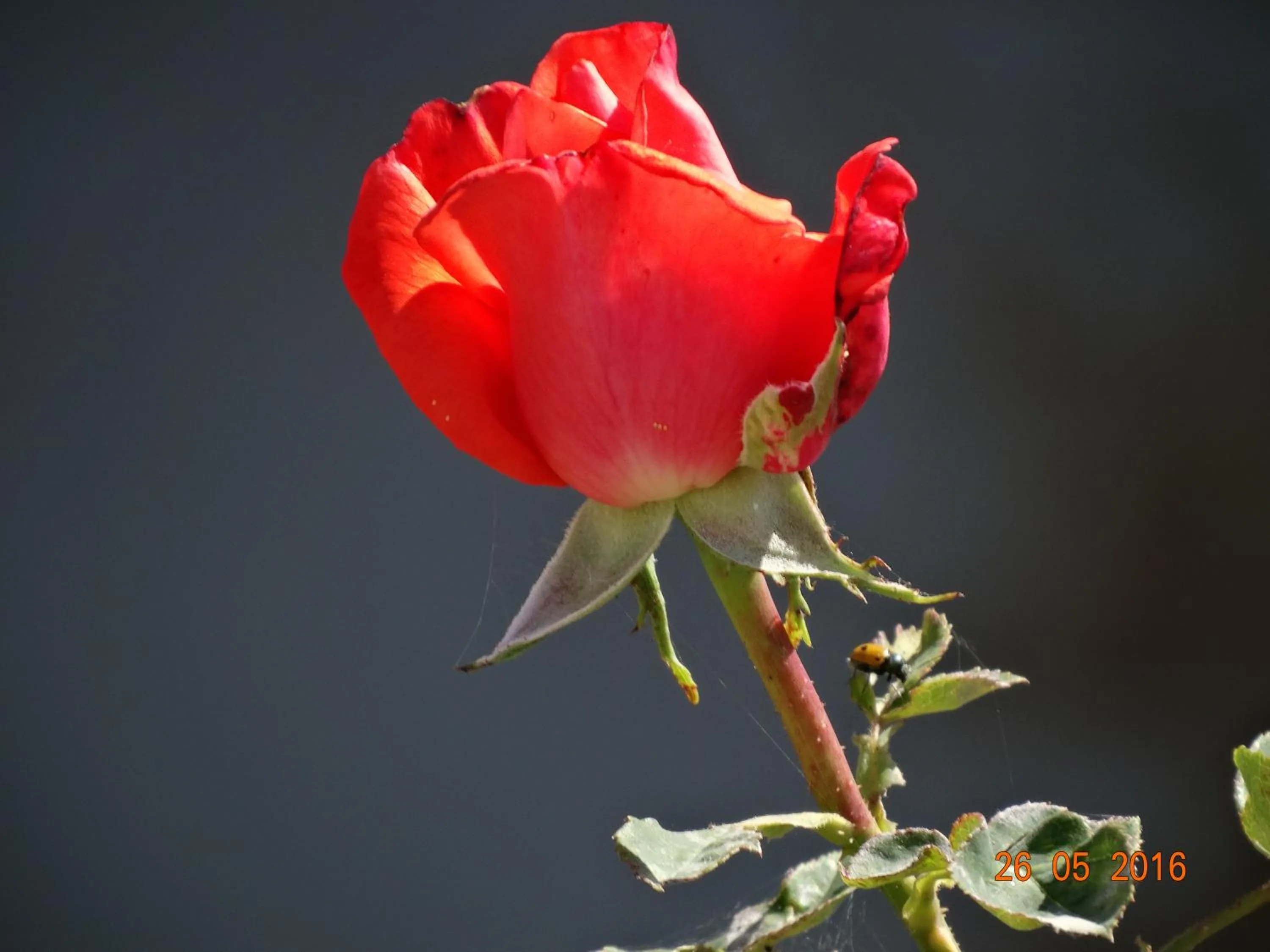 Garden in Ktima Nikola