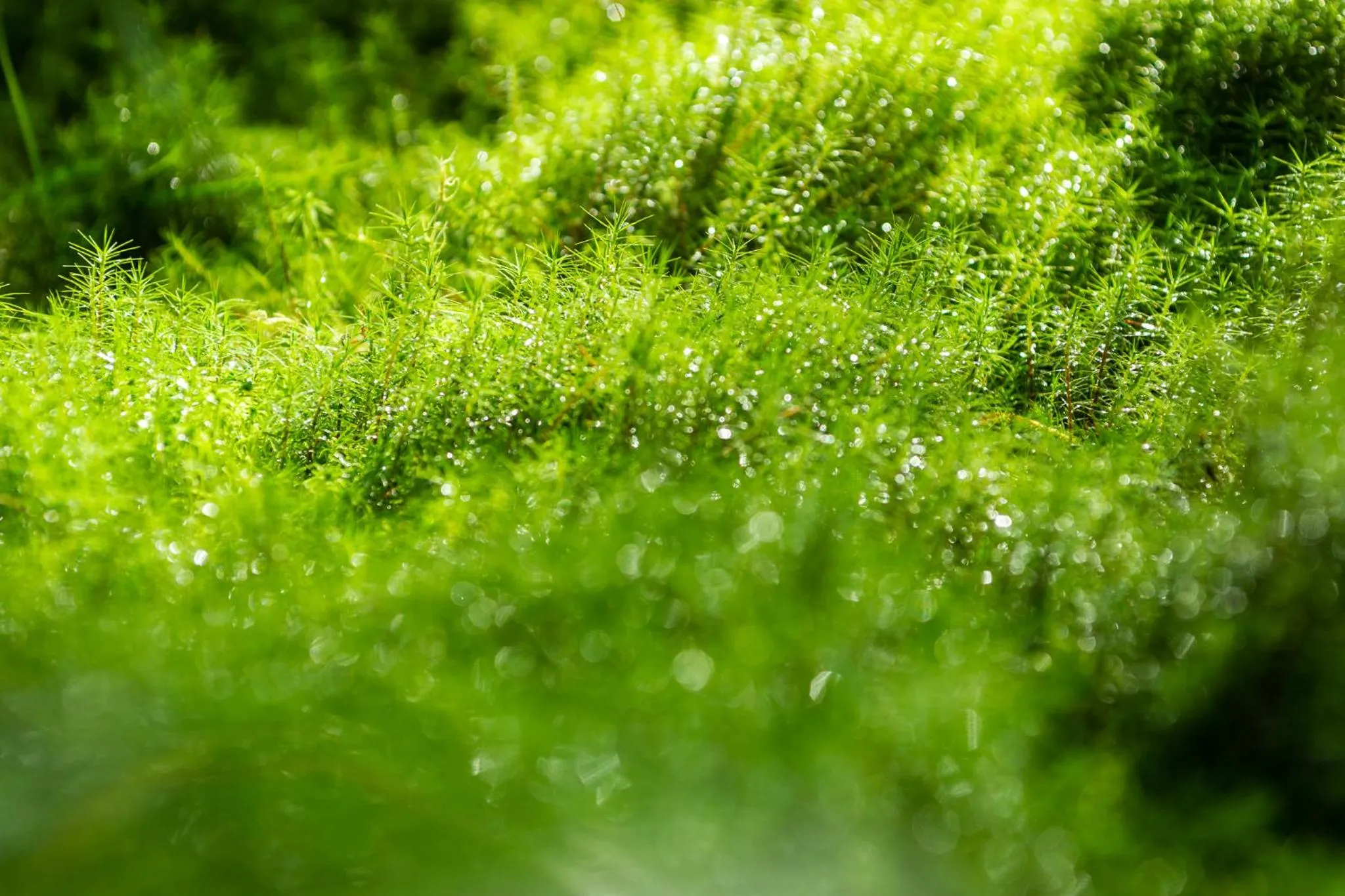 Natural landscape in Hotel Jasná
