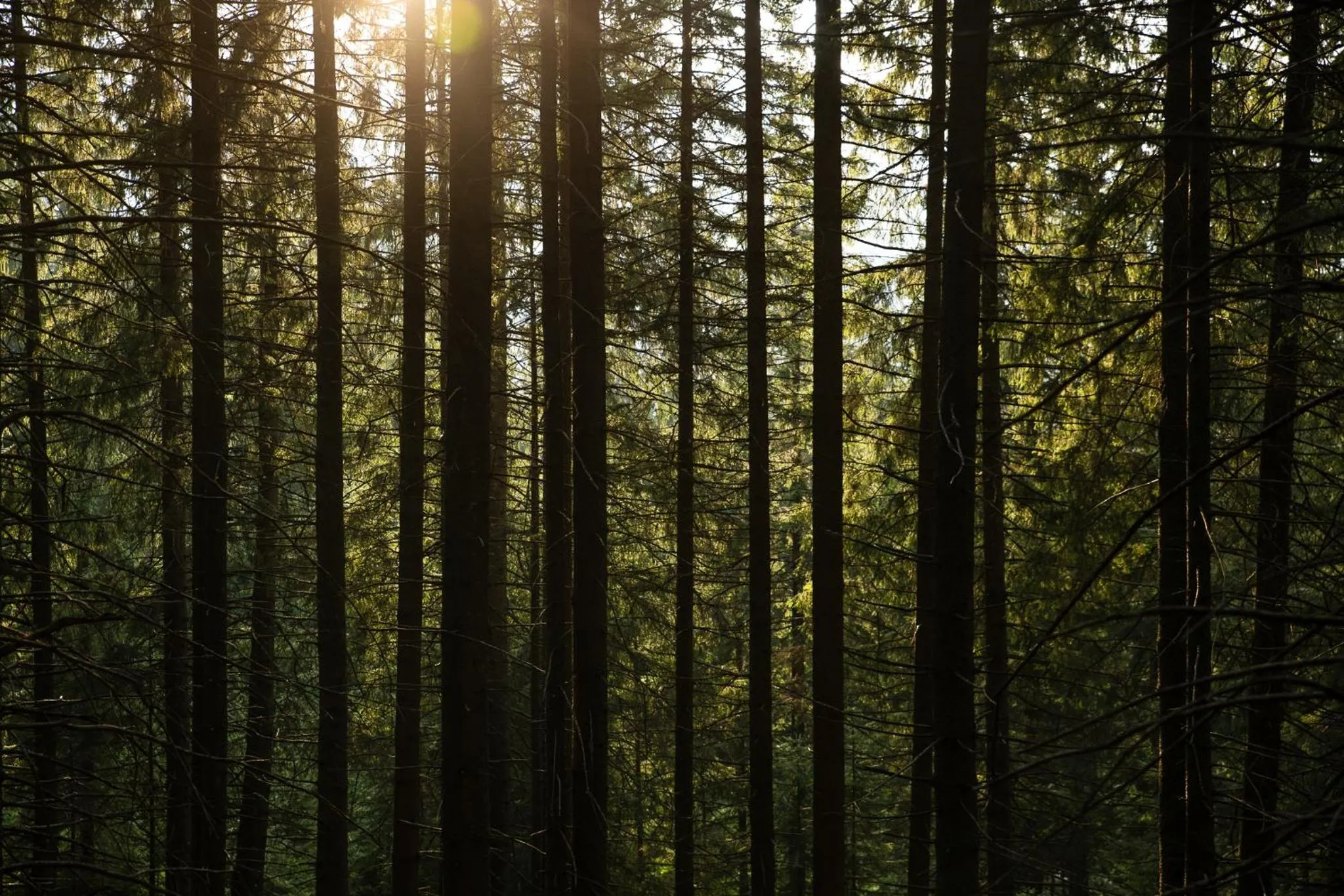 Natural landscape in Hotel Jasná