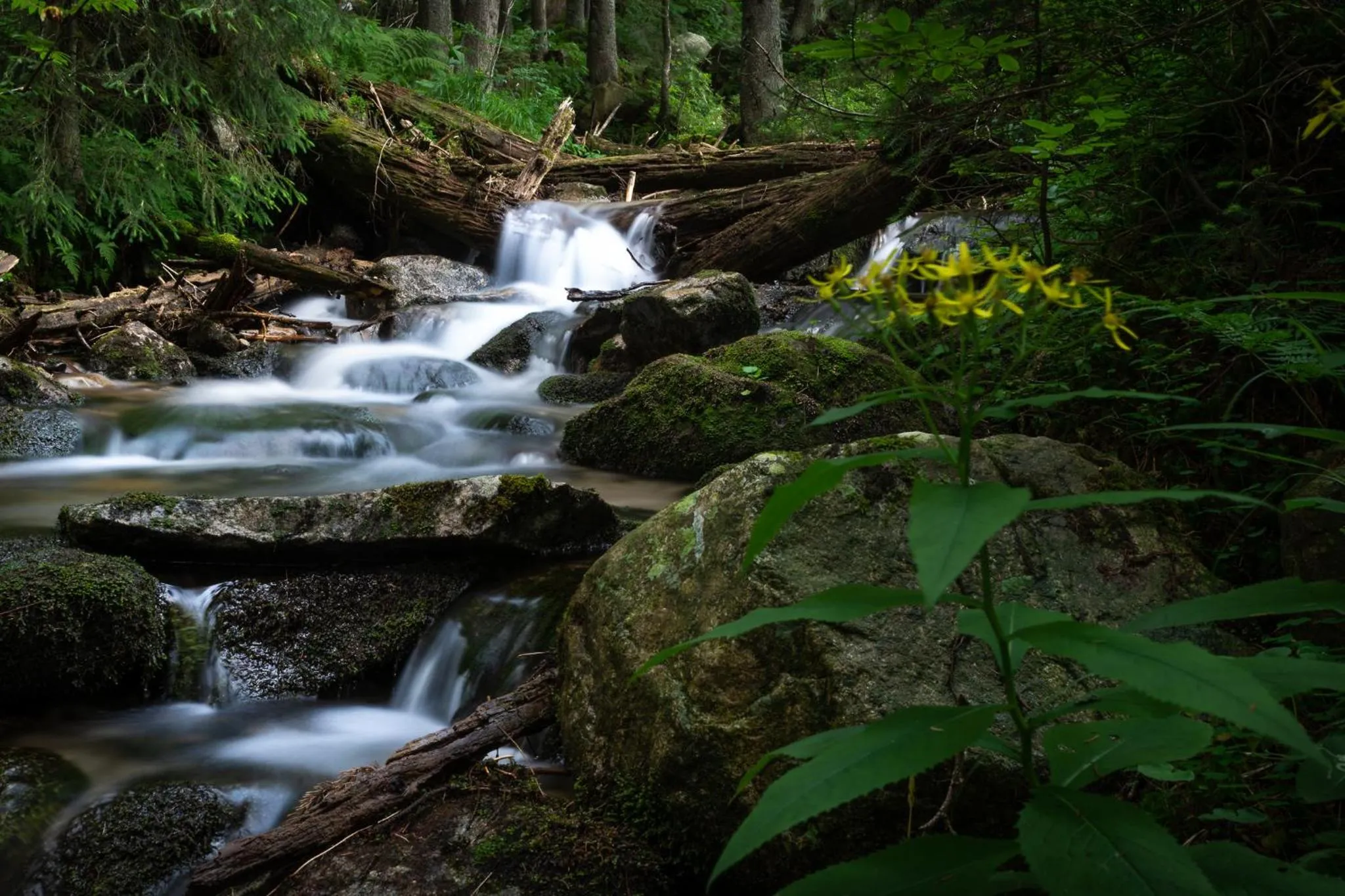 Natural landscape in Hotel Jasná
