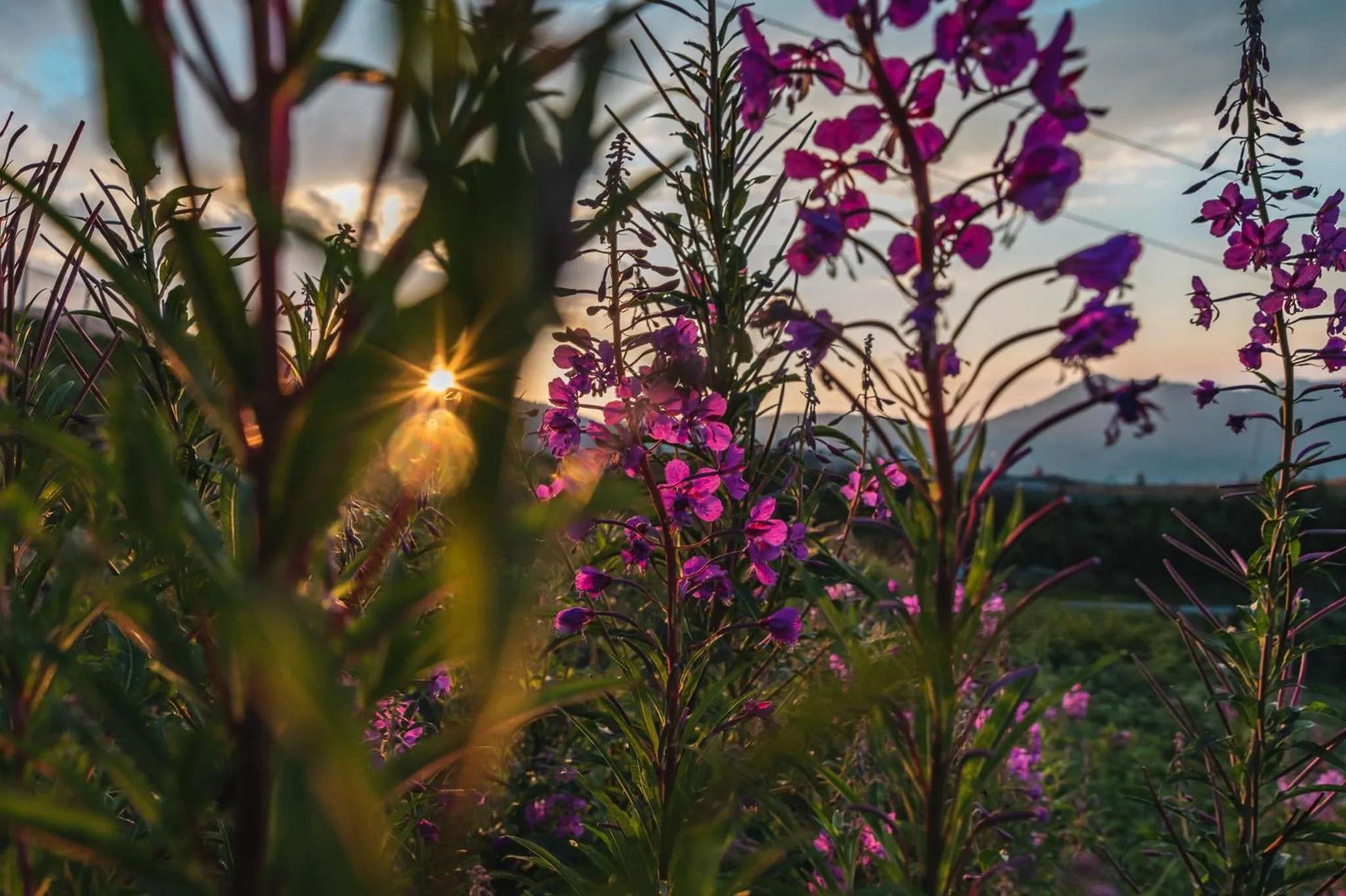 Natural landscape in Hotel Jasná
