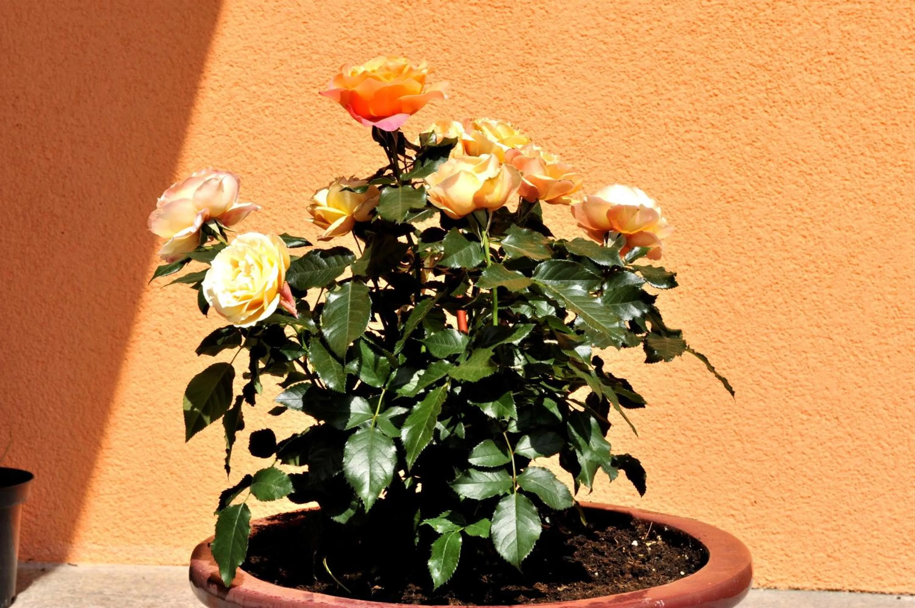 Hotel-Restaurant Schwaiger***