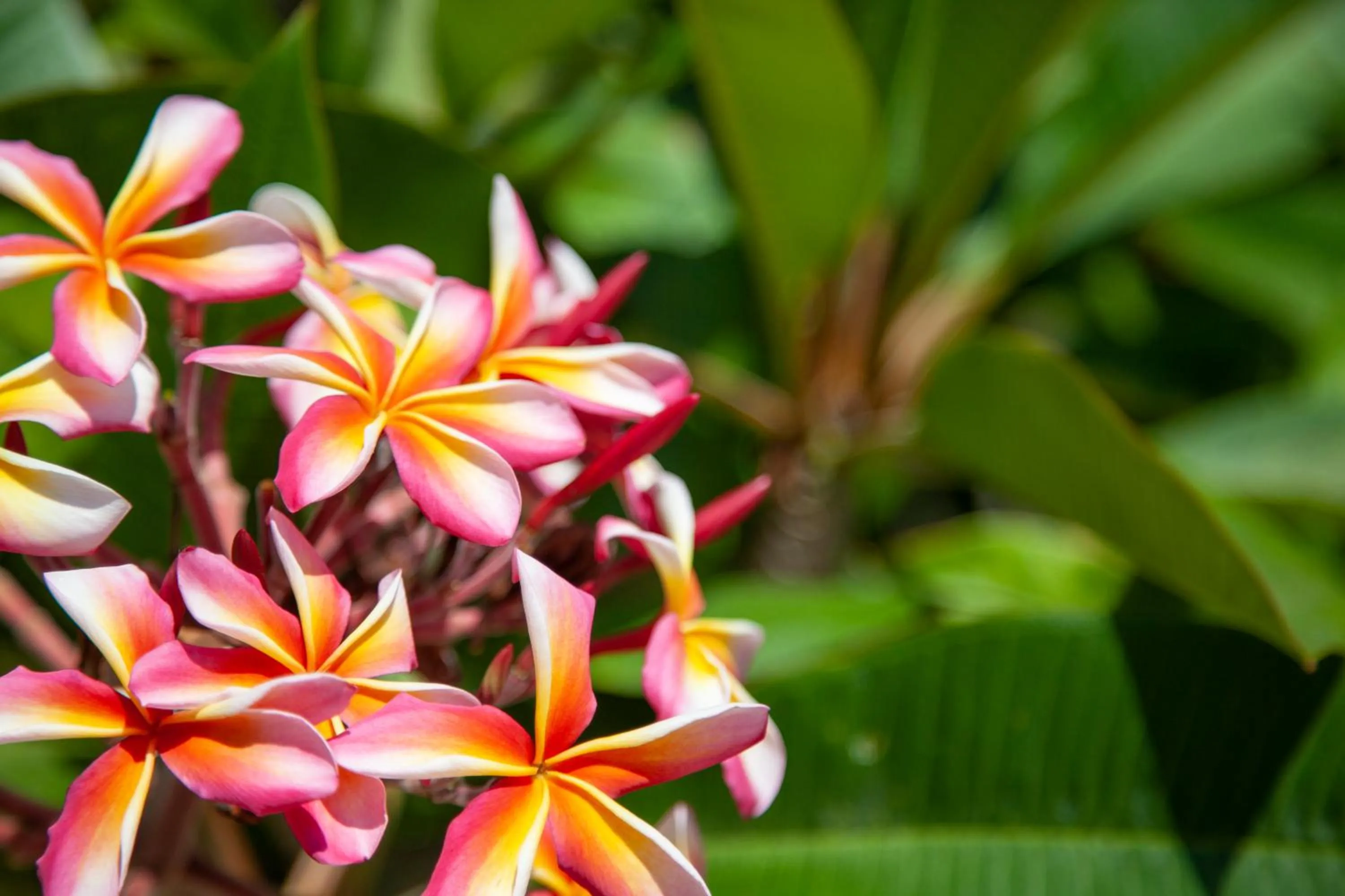 Other in Princess Mayev