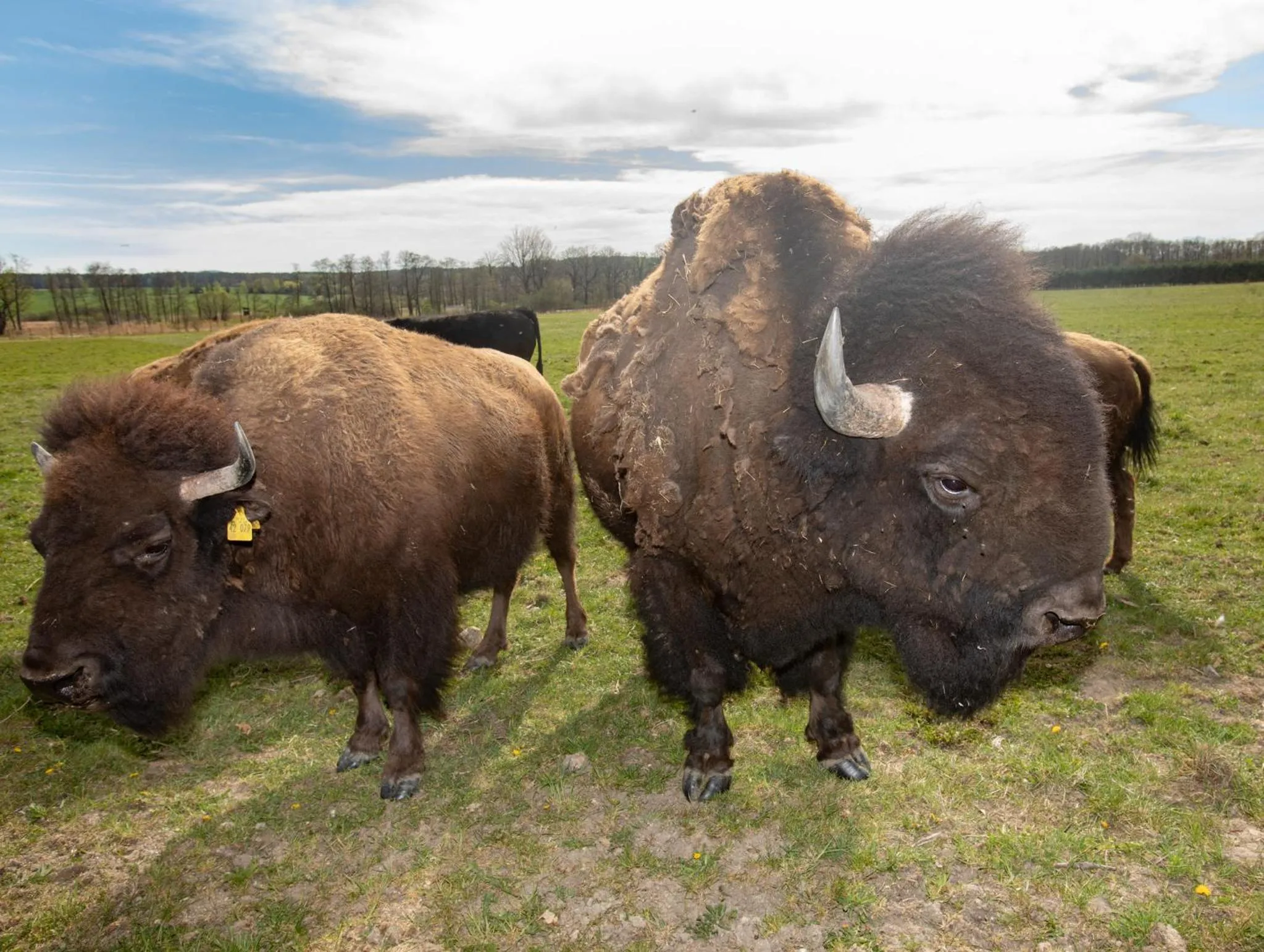 Residence Safari Resort - Chateau