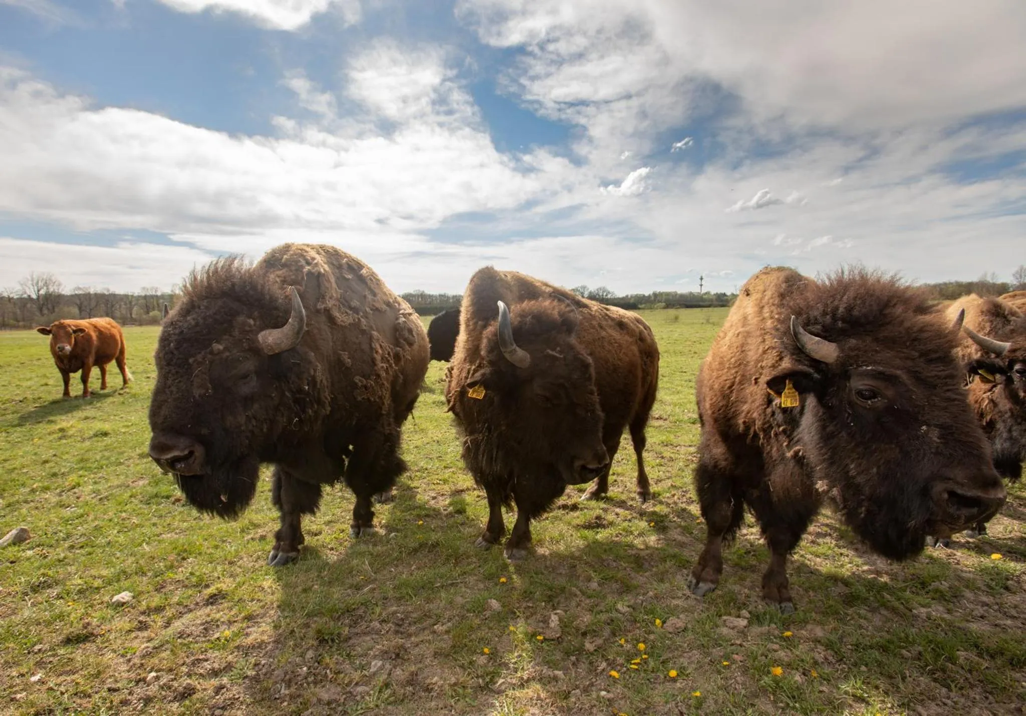 Residence Safari Resort - Chateau