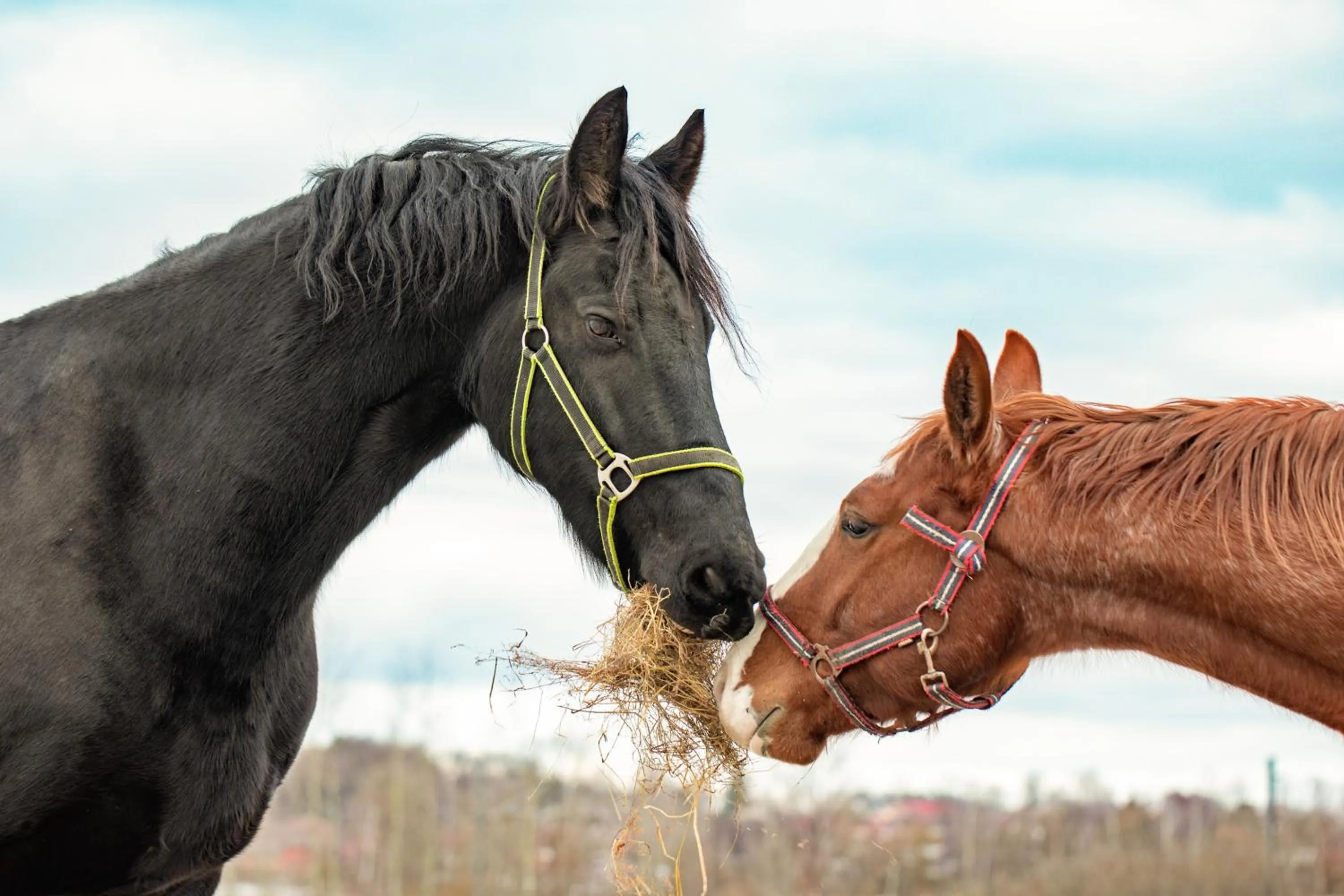 Residence Safari Resort - Chateau