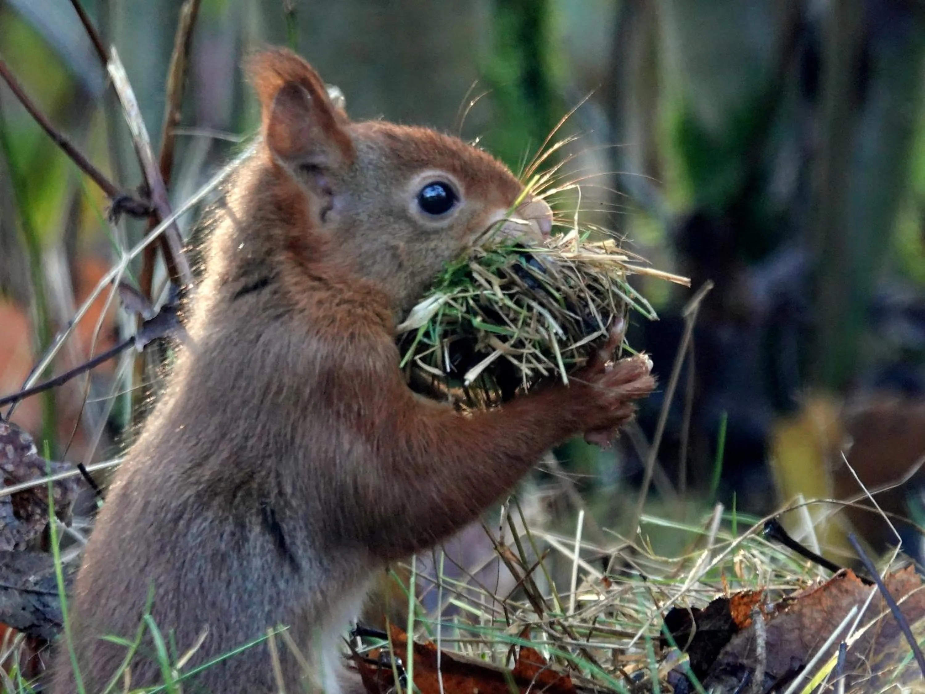 Area and facilities in B & B Janneke Elsloo Friesland