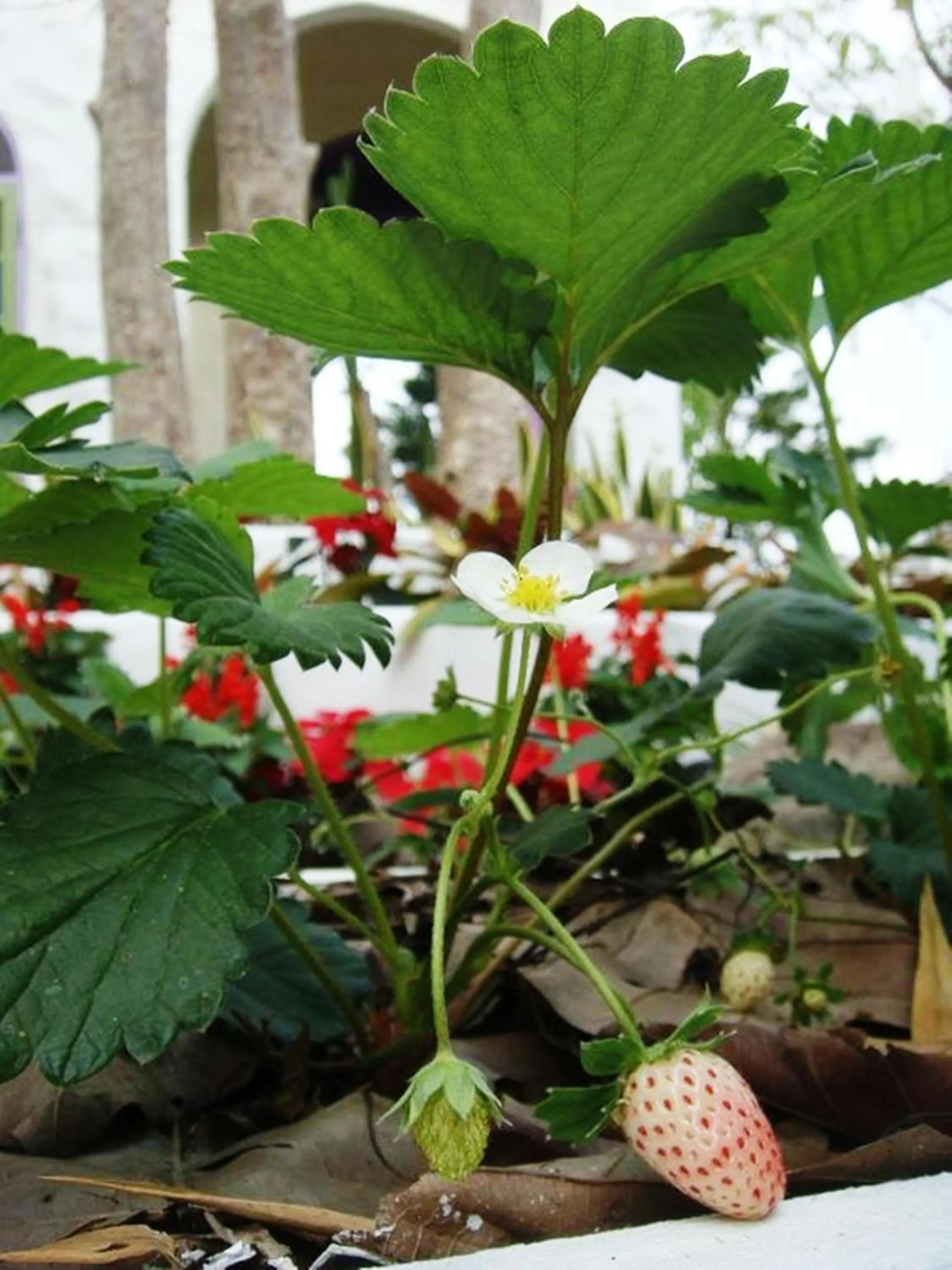 Garden in KuadKhonThoe Pai Cottage