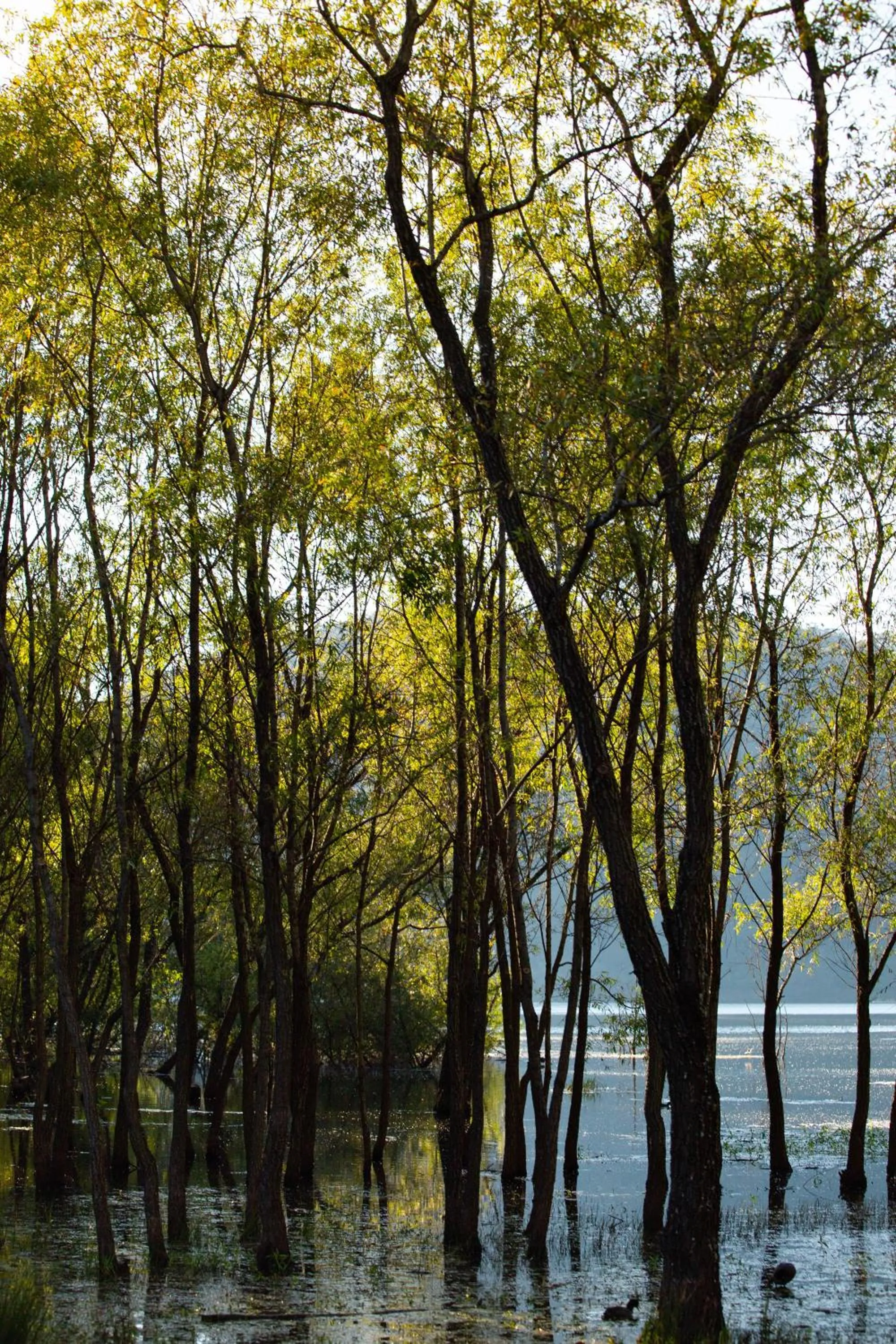 Natural landscape in Sierra Lago