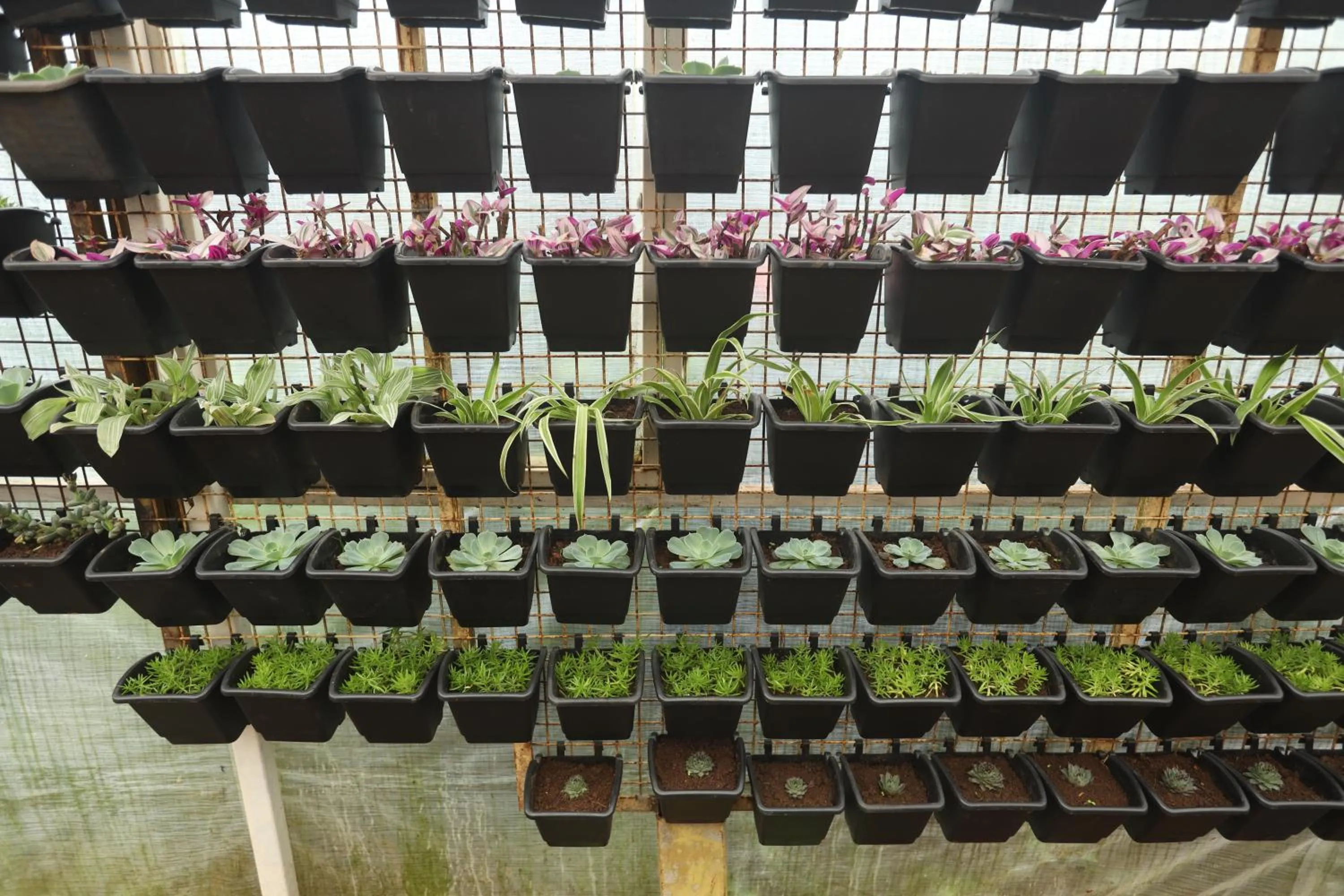 Garden in Delightz Inn