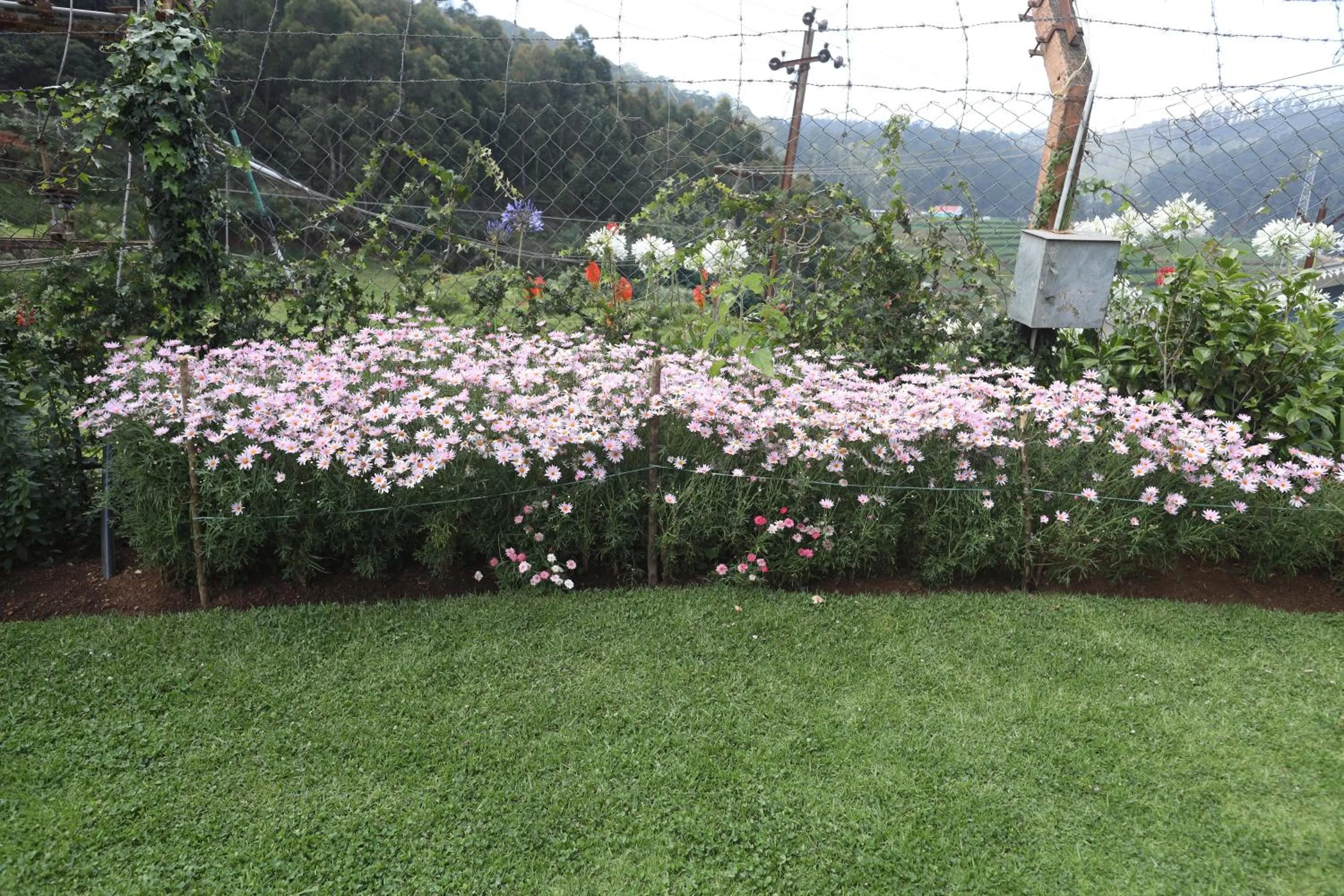 Garden in Delightz Inn