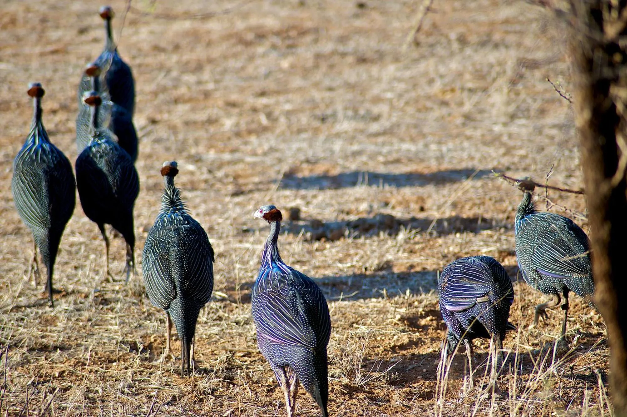Animals in Samburu Intrepids Tented Camp
