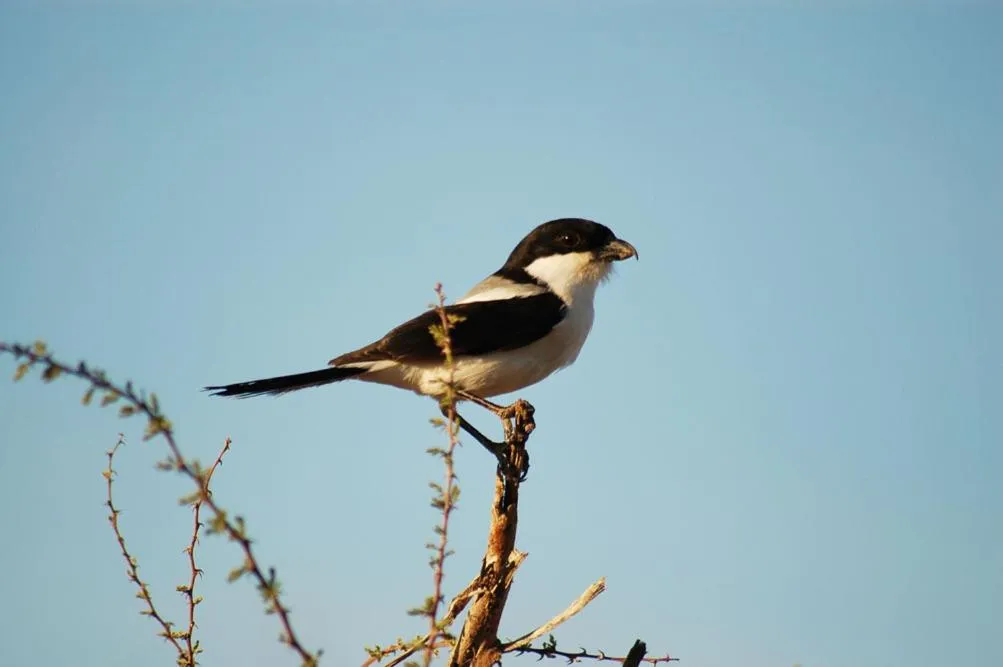 Animals in Samburu Intrepids Tented Camp