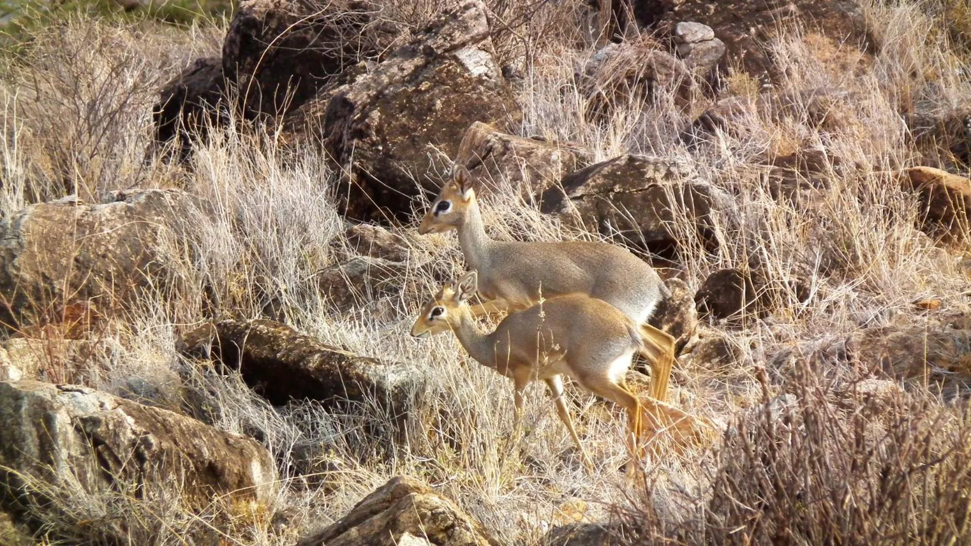 Animals in Samburu Intrepids Tented Camp