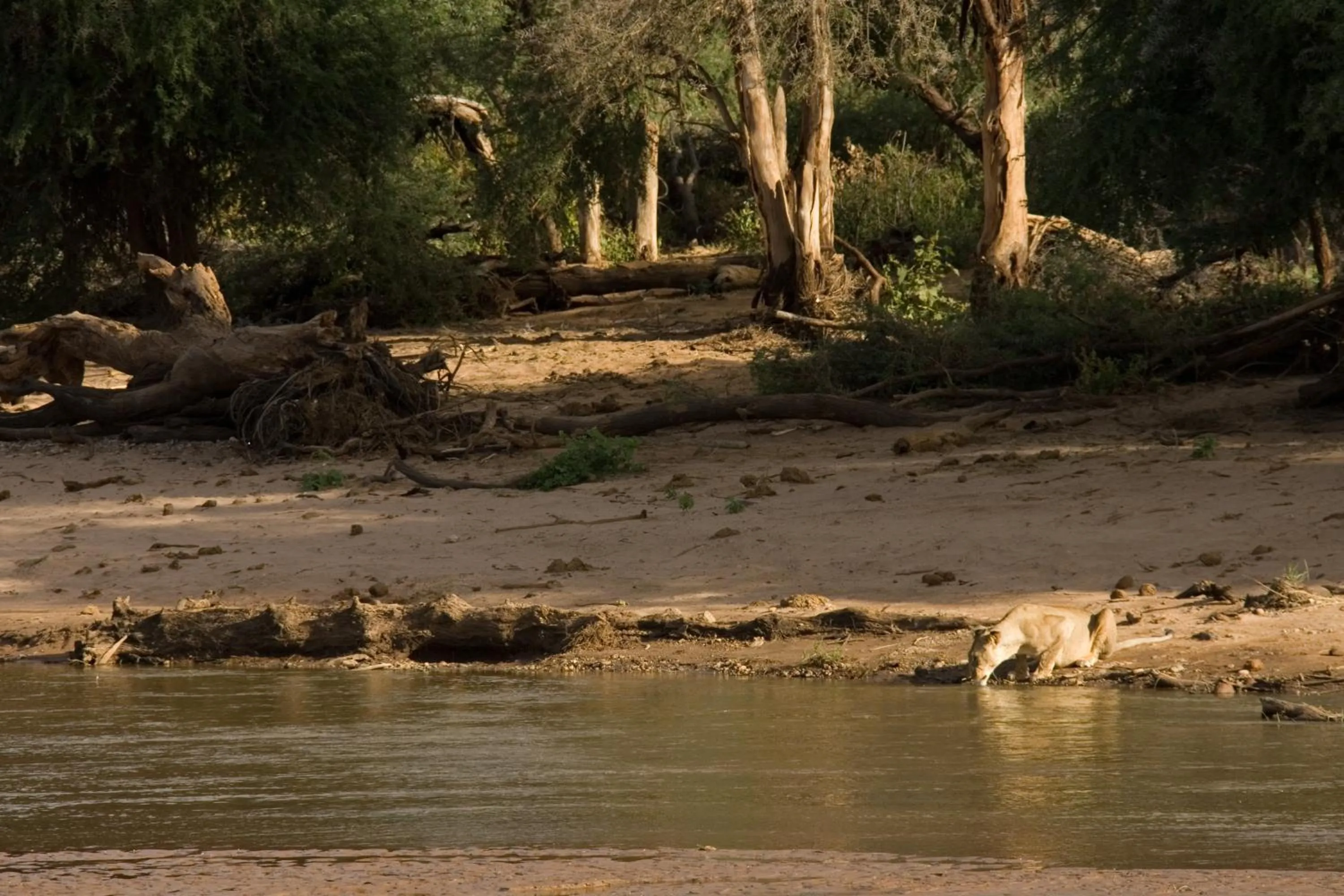 Animals in Samburu Intrepids Tented Camp
